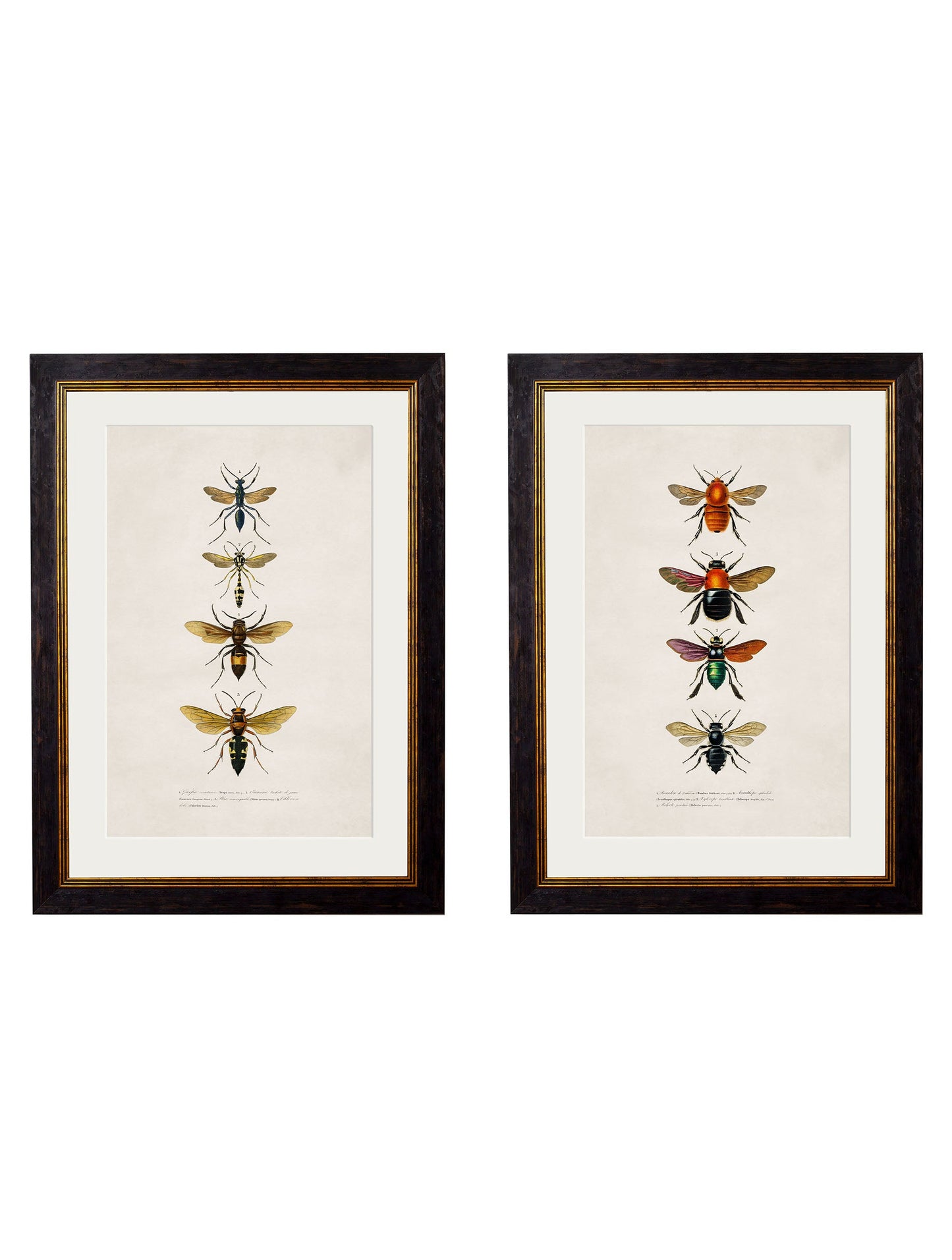 c.1892 Bees and Wasps in size 38 x 50cm - glass-fronted framed wall art print with solid wood frame, luxury wall art for sophisticated spaces