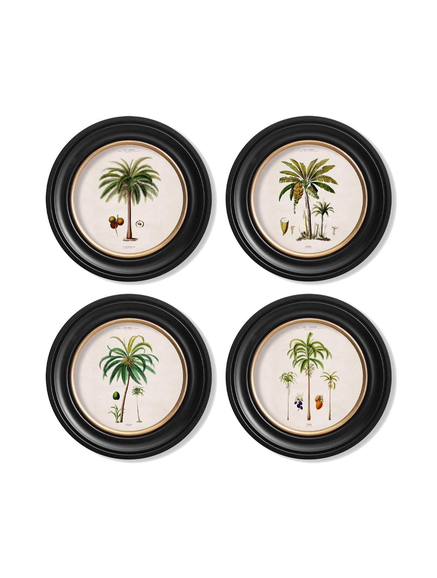 c 1843 studies of south american palm trees in round frames in size 70 x 70cm - glass-fronted framed wall art print with solid wood frame, luxury wall art for sophisticated spaces