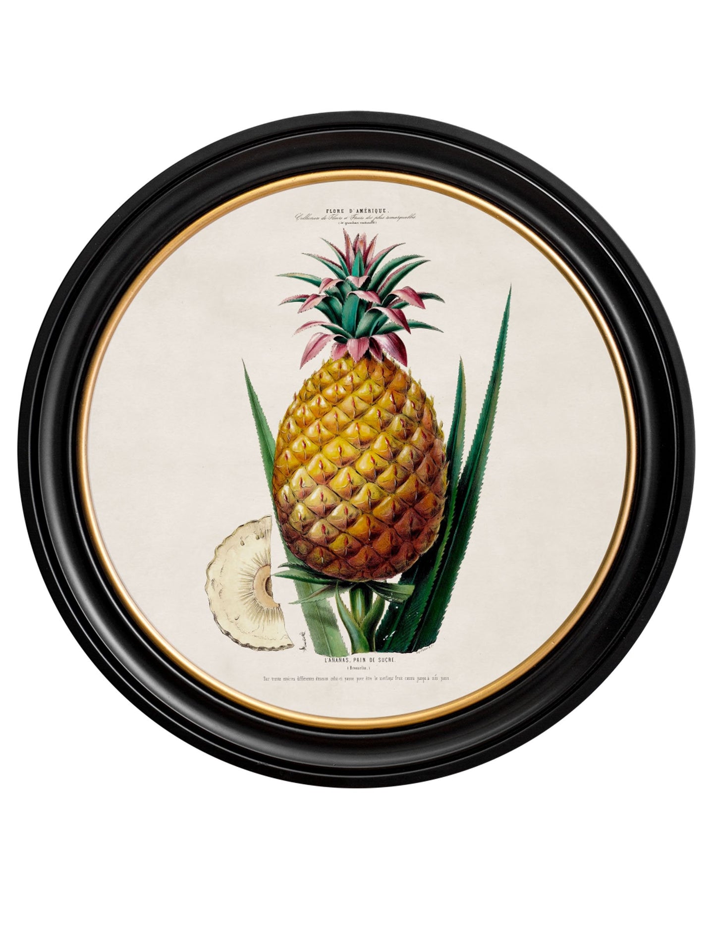c.1843 Pineapple Plant - Round Frame in size 44 x 44cm - glass-fronted framed wall art print with solid wood frame, ideal for contemporary home styling
