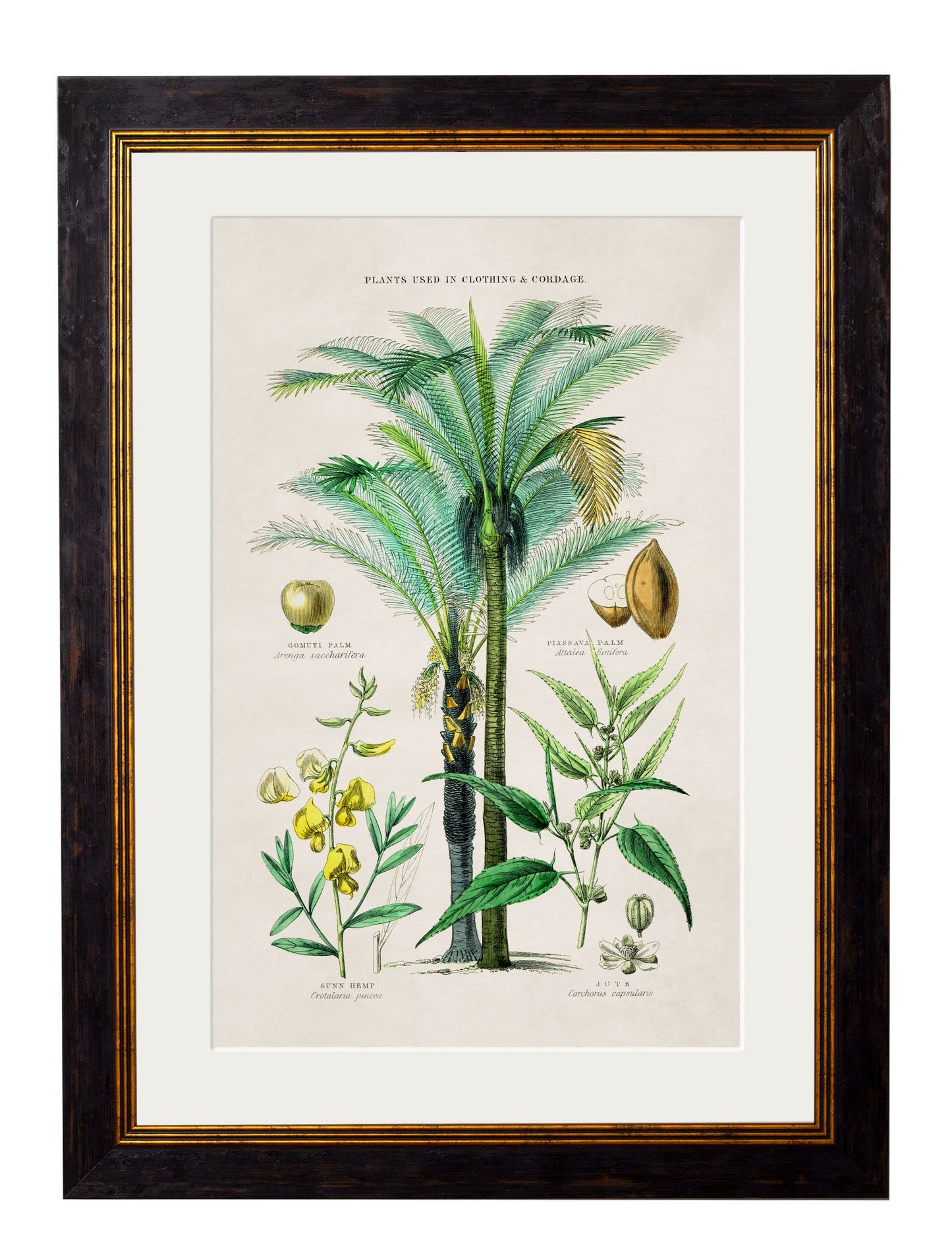 c 1877 tropical plants giclee print in size 38 x 50cm - glass-fronted framed wall art print with solid wood frame, adds elegance to your decor