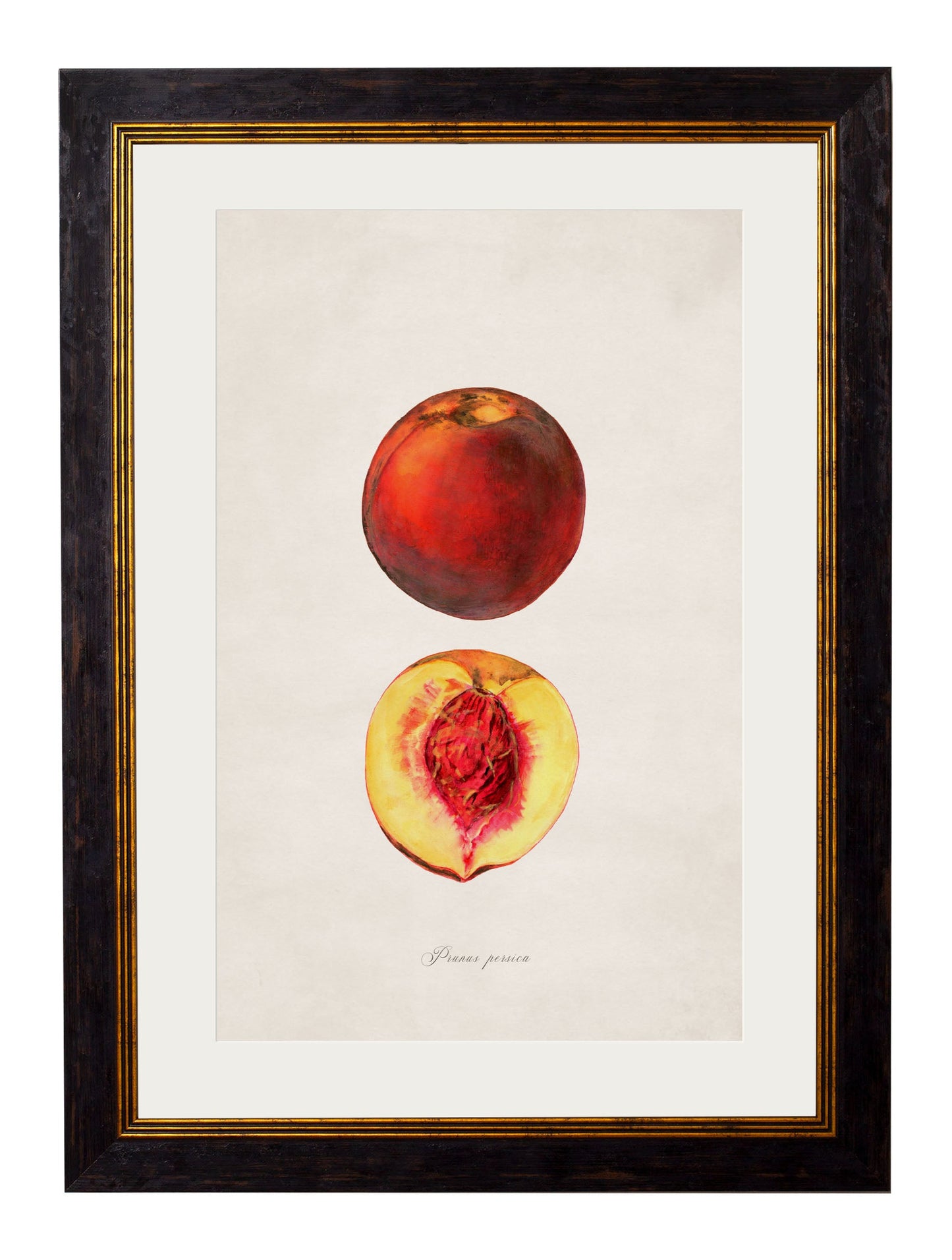 c 1886 study of peaches in size 38 x 50cm - glass-fronted framed wall art print with solid wood frame, luxury wall art for sophisticated spaces