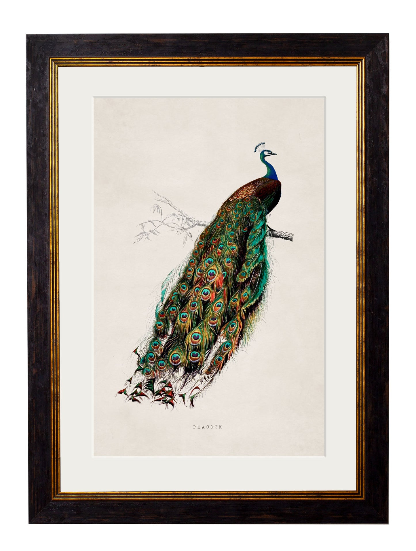 c.1847 Peacock in size 38 x 50cm - glass-fronted framed wall art print with solid wood frame, a beautiful addition to stylish homes