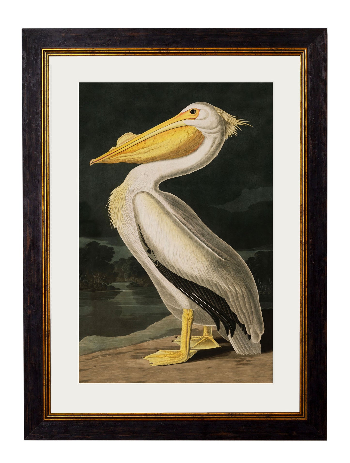 c 1838 audubons birds of america in size 38 x 50cm - glass-fronted framed wall art print with solid wood frame, designed for high-end interior design