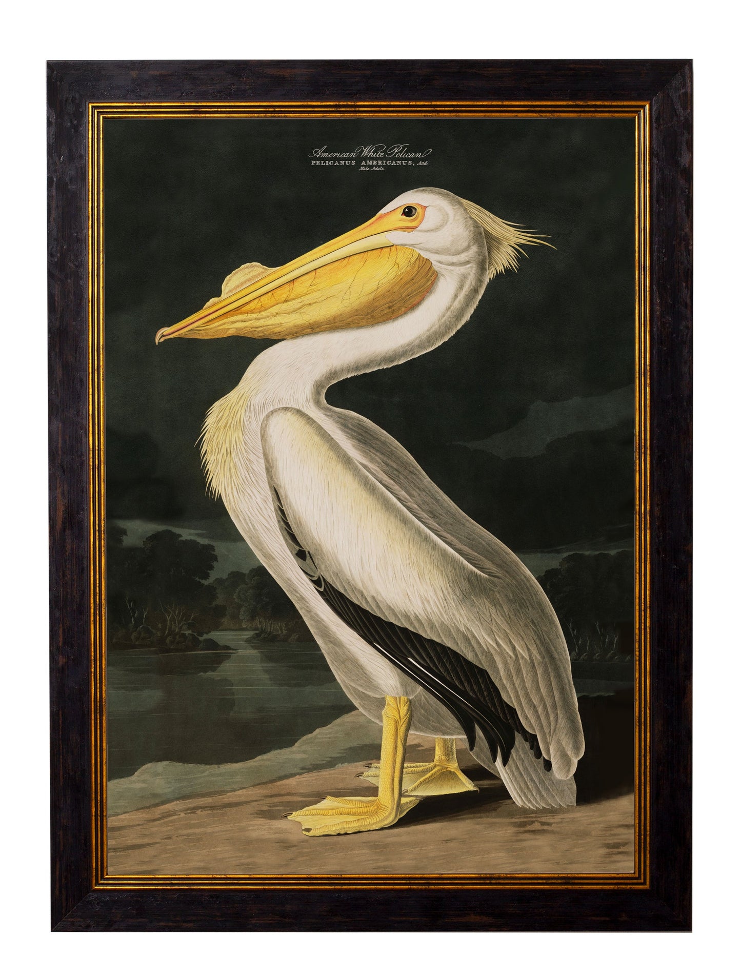 c 1838 audubons birds of america in size 38 x 50cm - glass-fronted framed wall art print with solid wood frame, ideal for contemporary home styling