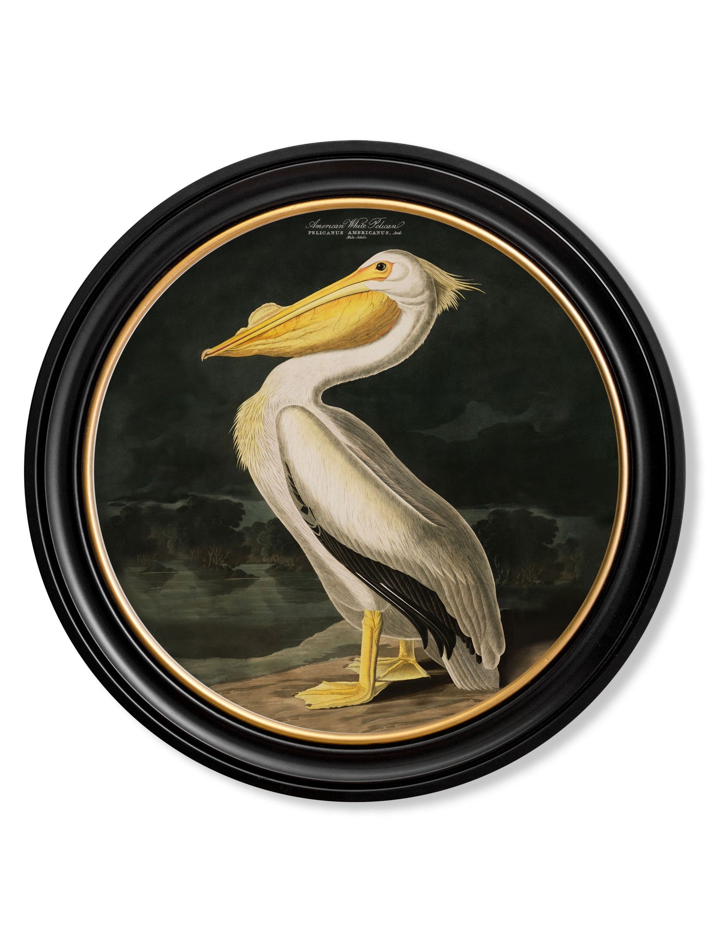c 1838 audubons birds of america in round frames in size 44 x 44cm - glass-fronted framed wall art print with solid wood frame, adds elegance to your decor