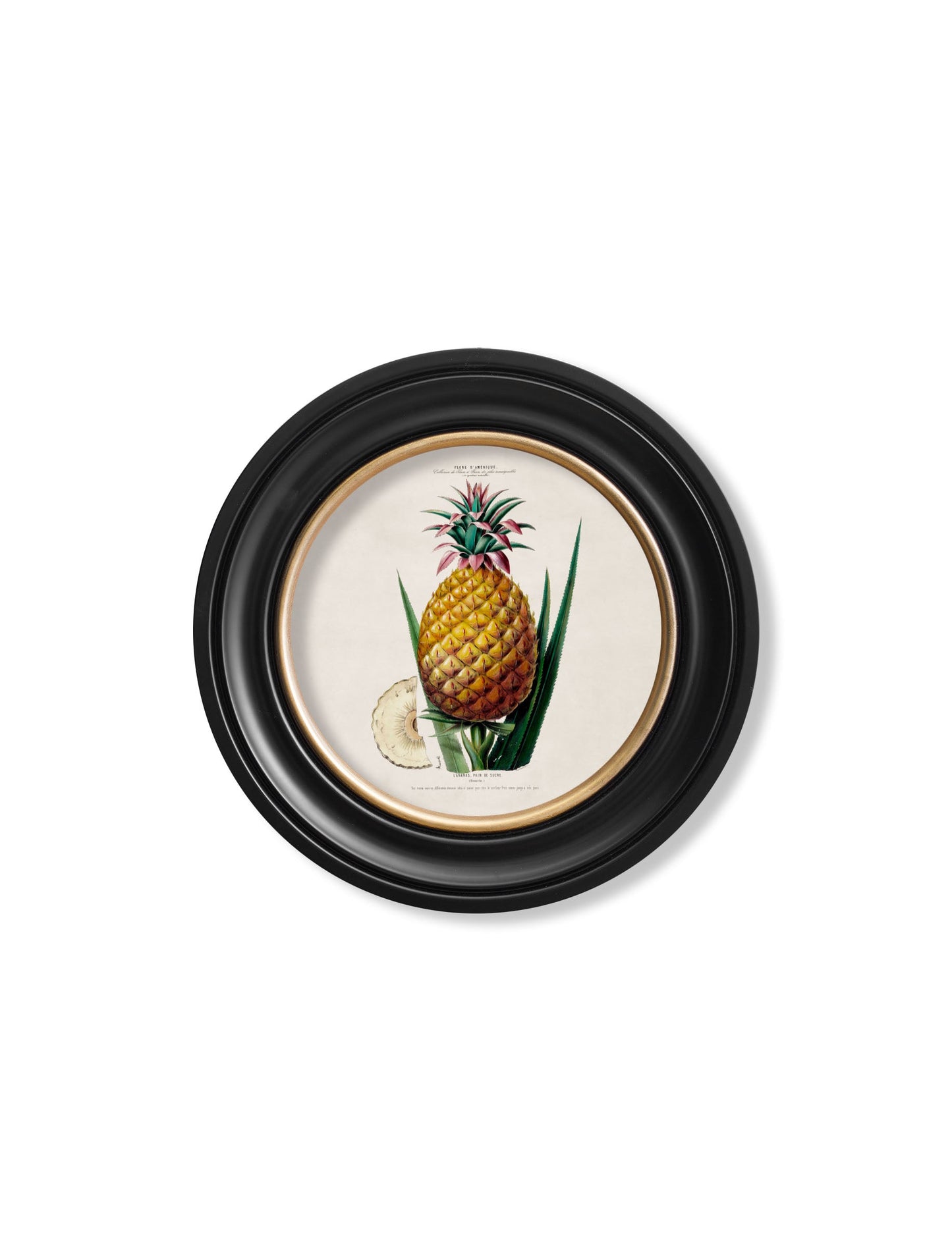 c 1843 pineapple plant round frame - premium glass-fronted framed art print with solid wood frame, designed for high-end interior design