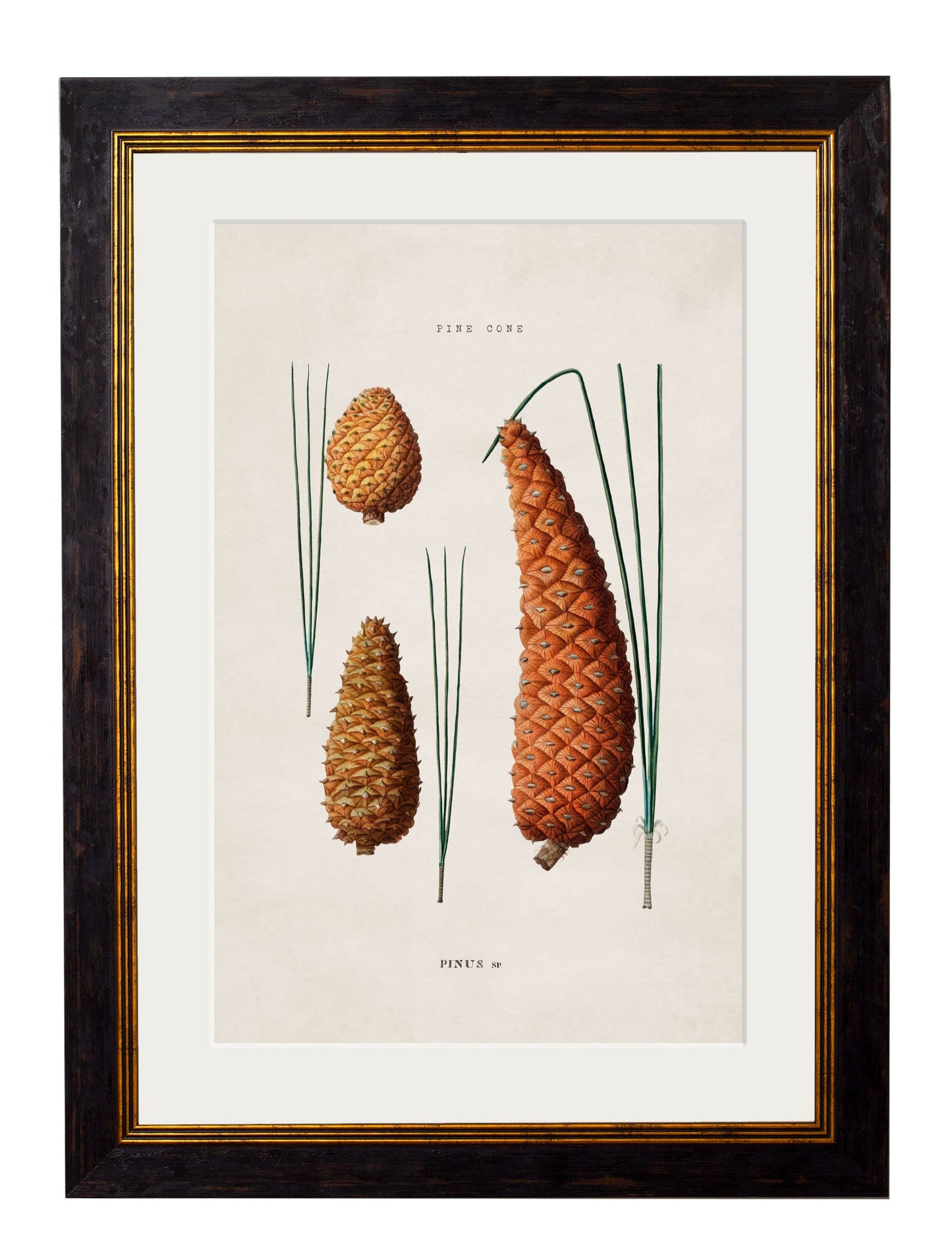 c 1819 oak leaf in size 50 x 70cm - glass-fronted framed wall art print with solid wood frame, ideal for modern interiors