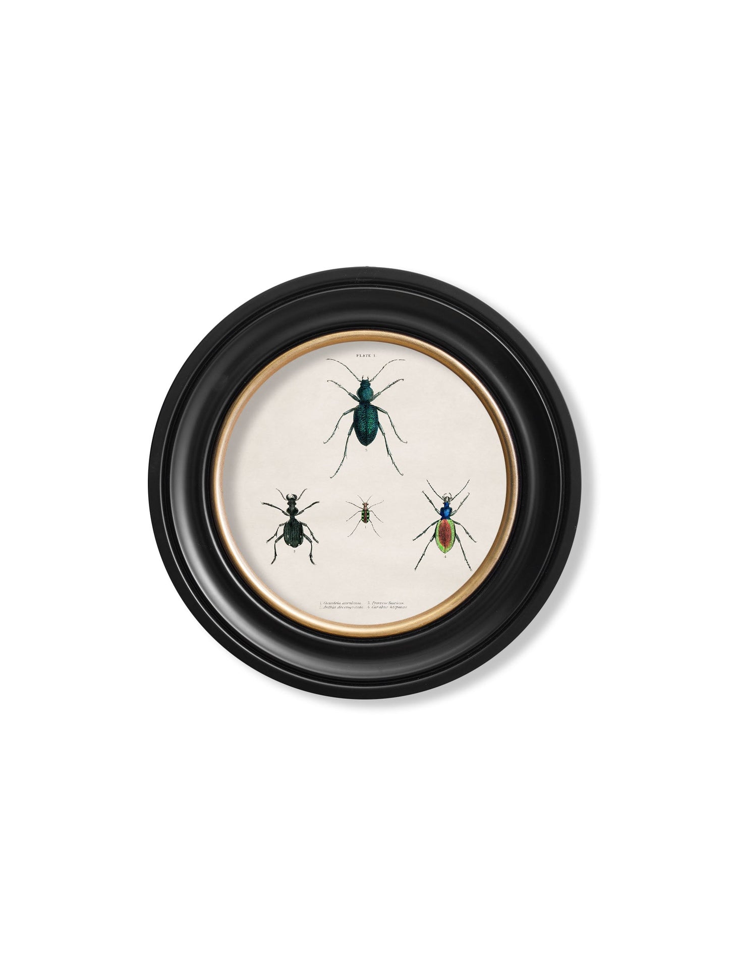 c 1836 beetle plate 1 round frame in size 44 x 44cm - glass-fronted framed wall art print with solid wood frame, ideal for modern interiors