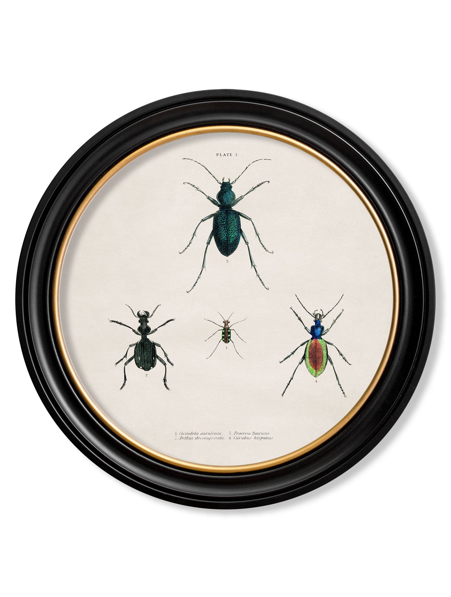 c 1836 beetle plate 1 round frame in size 44 x 44cm - glass-fronted framed wall art print with solid wood frame, a beautiful addition to stylish homes