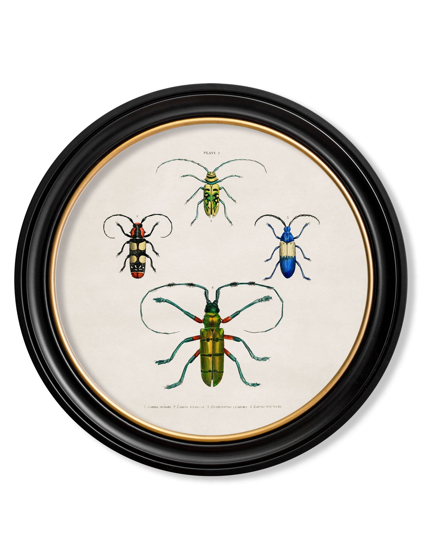 c 1836 beetle plate 1 round frame in size 44 x 44cm - glass-fronted framed wall art print with solid wood frame, perfect for luxury home decor