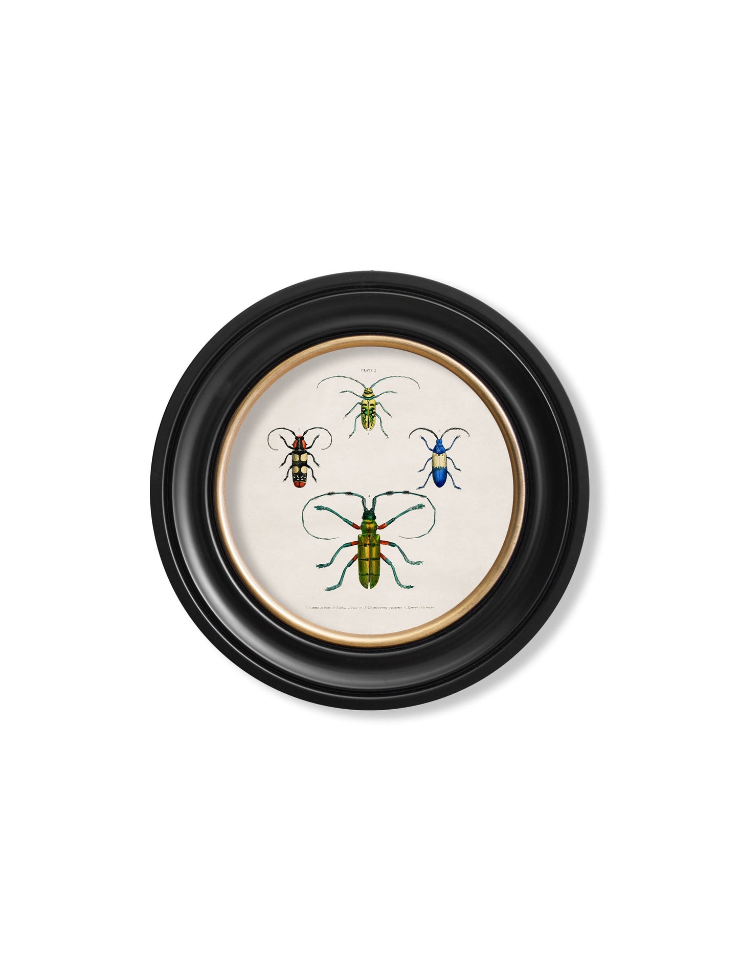 c 1836 beetle plate 1 round frame in size 70 x 70cm - glass-fronted framed wall art print with solid wood frame, luxury wall art for sophisticated spaces