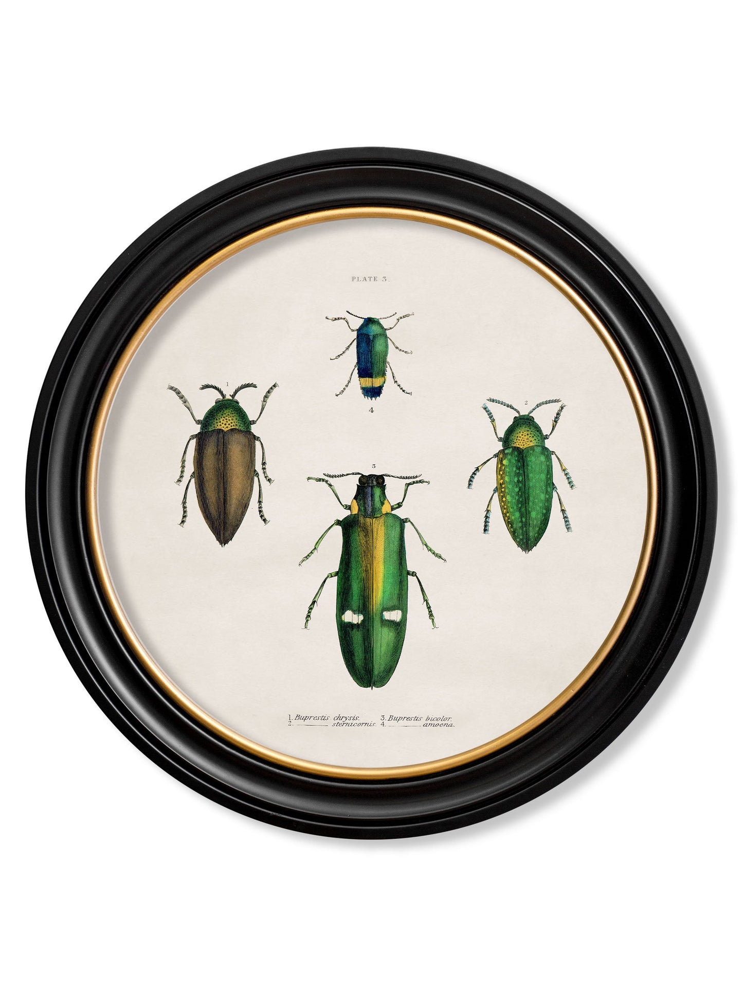 c 1836 beetle plate 1 round frame in size 70 x 70cm - glass-fronted framed wall art print with solid wood frame, perfect for statement wall decor