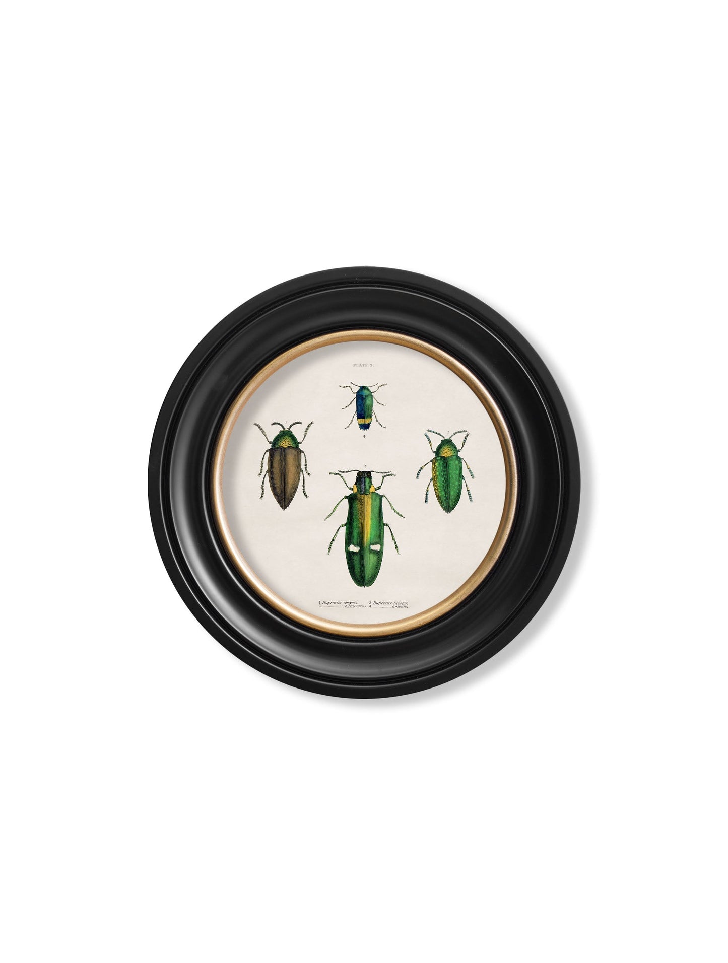 c 1836 beetle plate 1 round frame in size 70 x 70cm - glass-fronted framed wall art print with solid wood frame, designed for high-end interior design