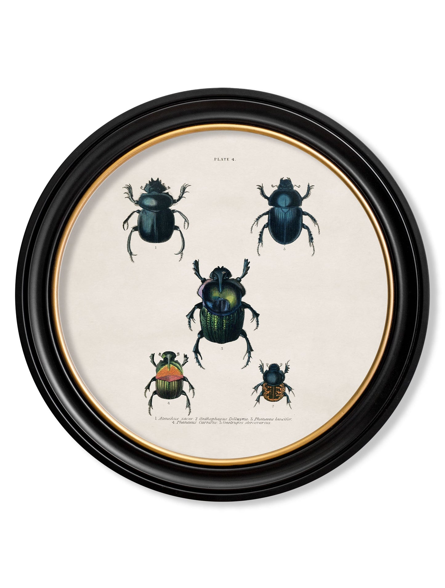 c 1836 beetle plate 1 round frame in size 70 x 70cm - glass-fronted framed wall art print with solid wood frame, designed for high-end interior design