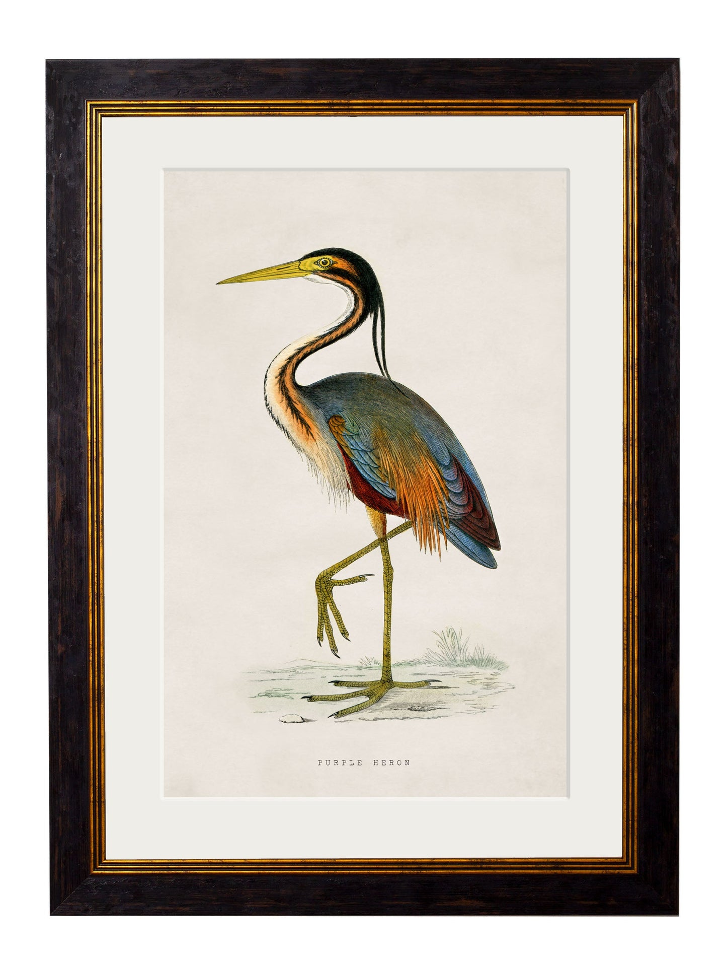 c 1850s black stork in size 50 x 70cm - glass-fronted framed wall art print with solid wood frame, designed for high-end interior design