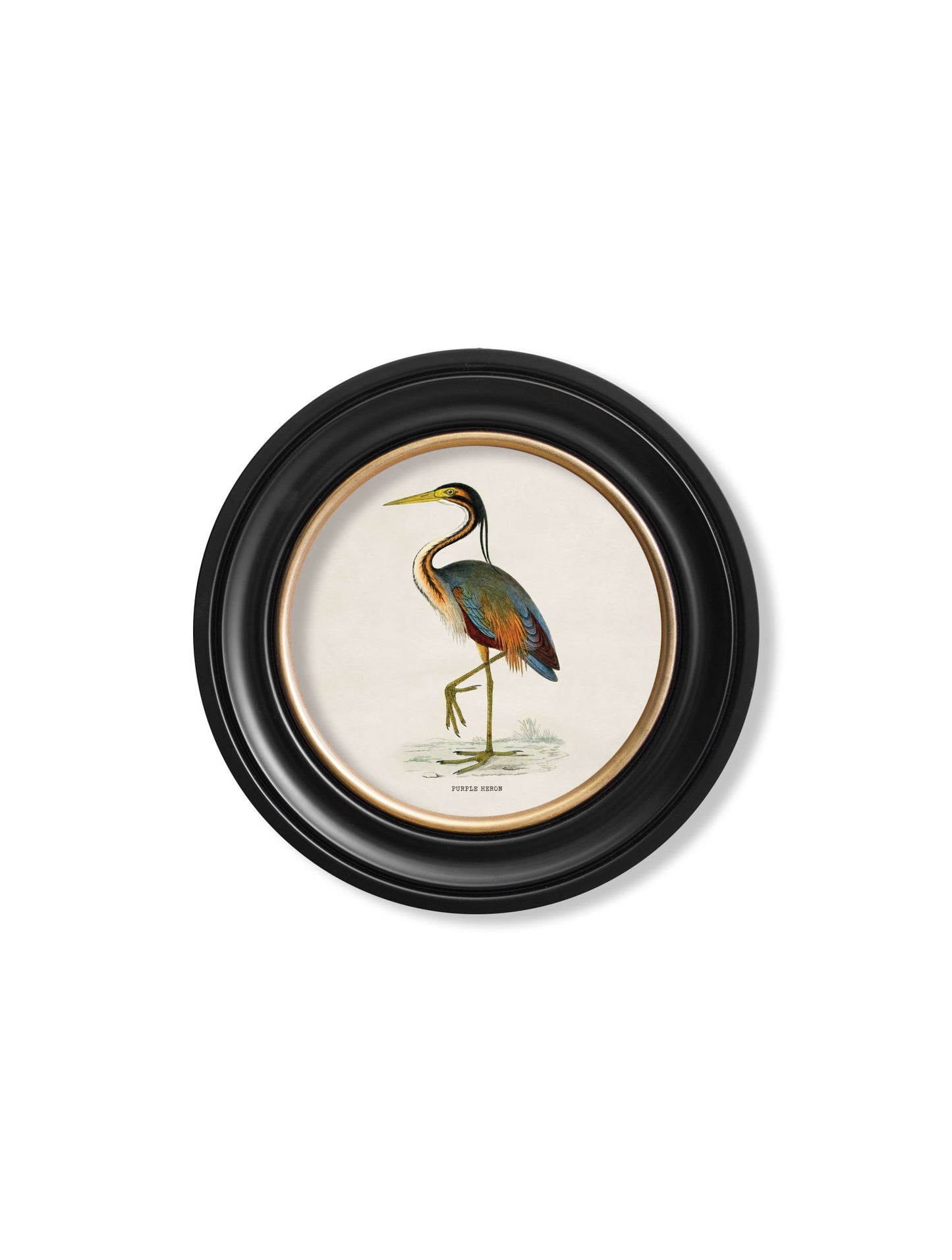 c 1870 wading birds in round frames in size 70 x 70cm - glass-fronted framed wall art print with solid wood frame, luxury wall art for sophisticated spaces