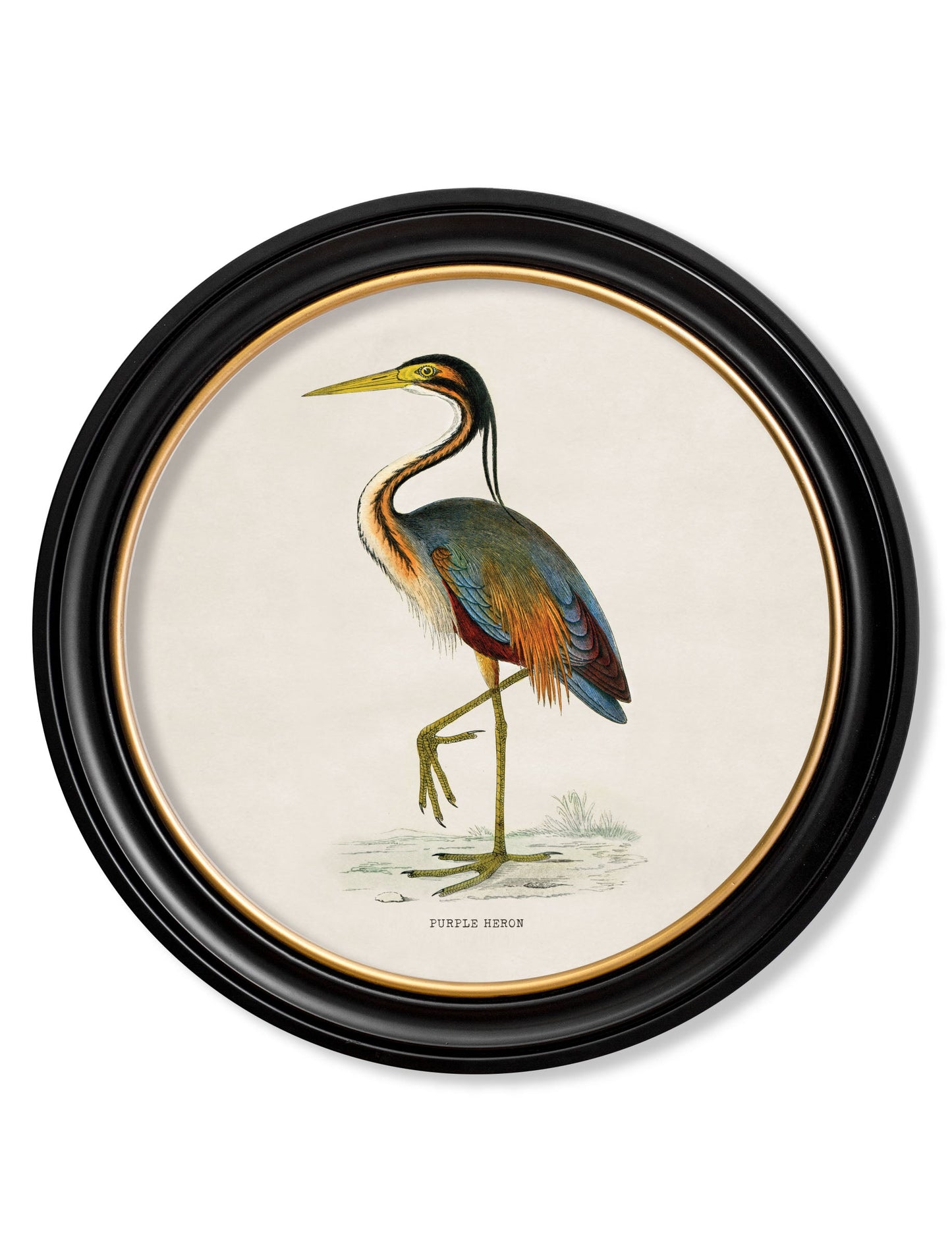 c 1870 wading birds in round frames in size 70 x 70cm - glass-fronted framed wall art print with solid wood frame, perfect for luxury home decor