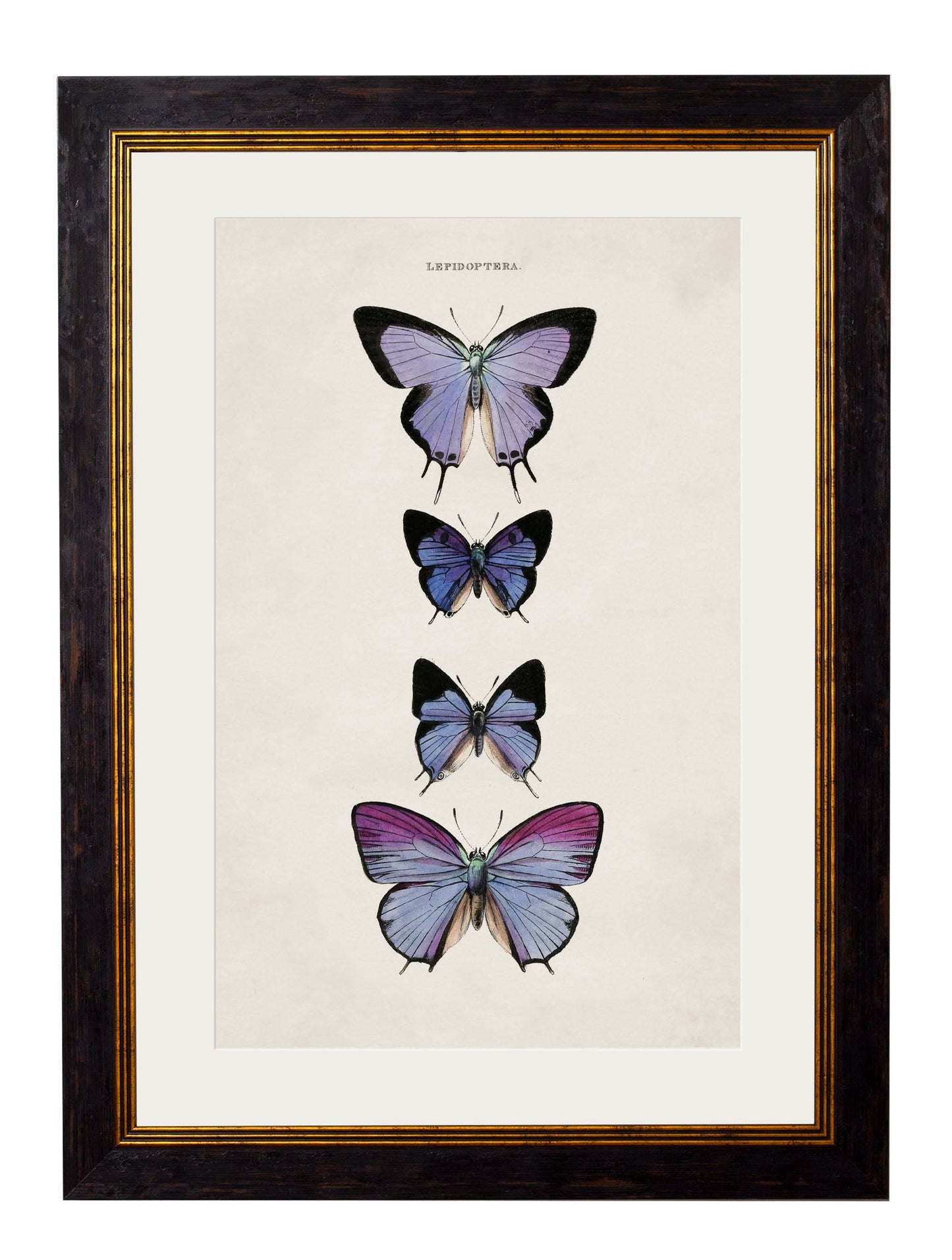 c 1835 butterflies in size 38 x 50cm - glass-fronted framed wall art print with solid wood frame, ideal for contemporary home styling