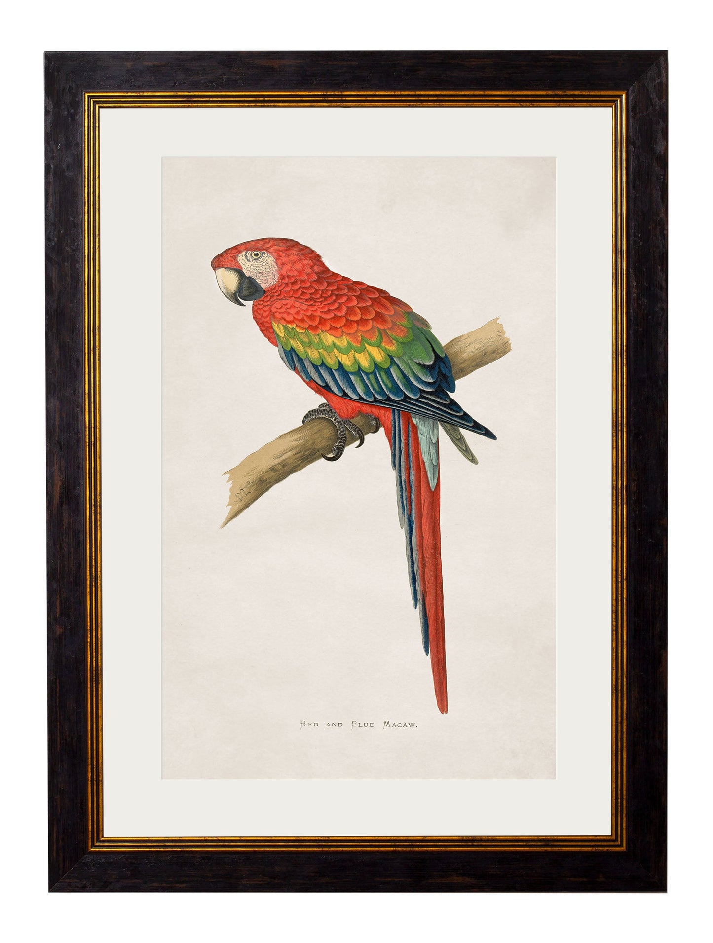 c 1884s parrots in size 50 x 70cm - glass-fronted framed wall art print with solid wood frame, ideal for modern interiors