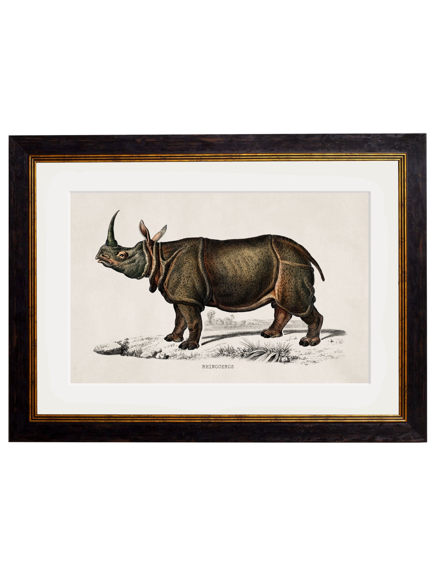 c 1846 rhino hippo in size 50 x 70cm - glass-fronted framed wall art print with solid wood frame, ideal for contemporary home styling