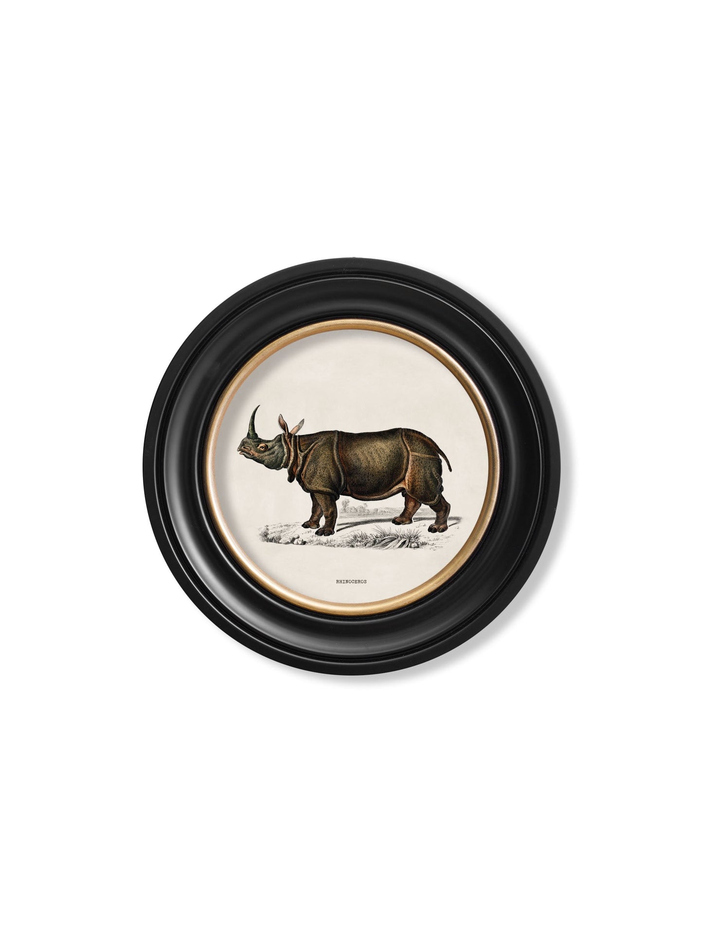 c 1846 rhino hippo round frames in size 70 x 70cm - glass-fronted framed wall art print with solid wood frame, ideal for modern interiors