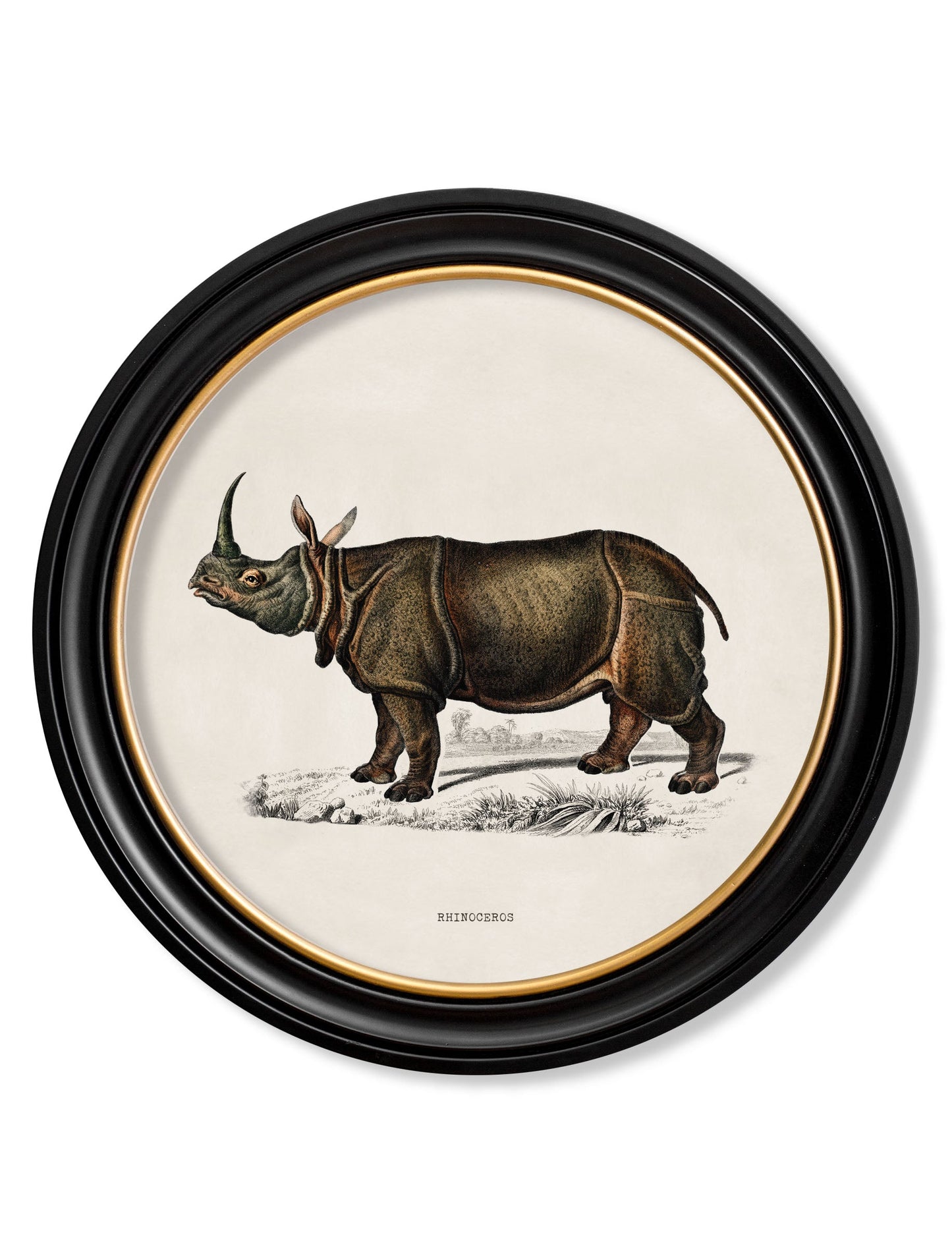 c 1846 rhino hippo round frames in size 44 x 44cm - glass-fronted framed wall art print with solid wood frame, designed for high-end interior design