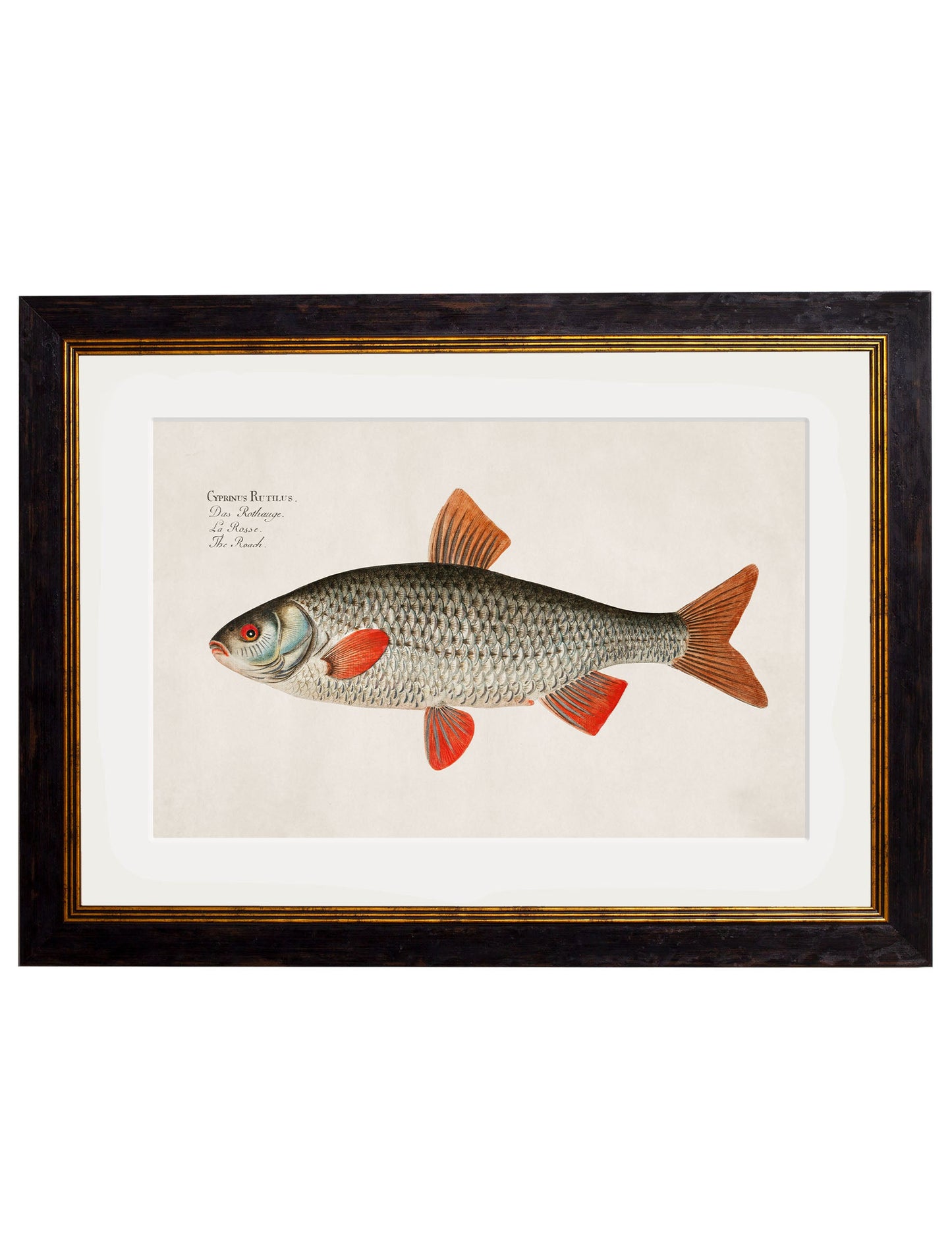 c 1785 silver bream in size 50 x 70cm - glass-fronted framed wall art print with solid wood frame, perfect for statement wall decor