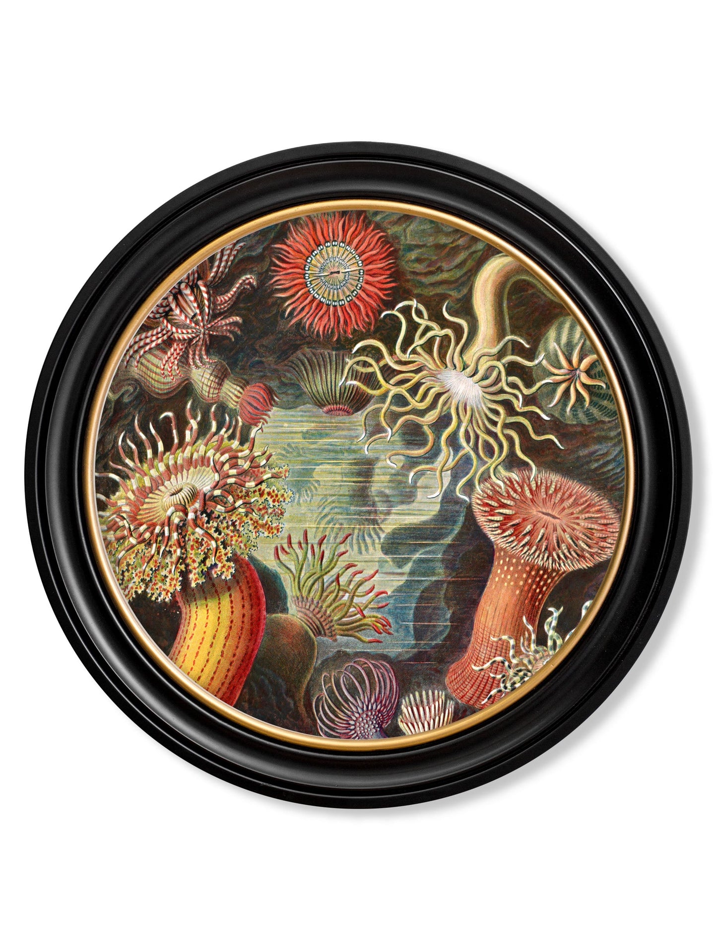 c 1904 haeckel flora and fauna round frames in size 44 x 44 cm - glass-fronted framed wall art print with solid wood frame, designed for high-end interior design