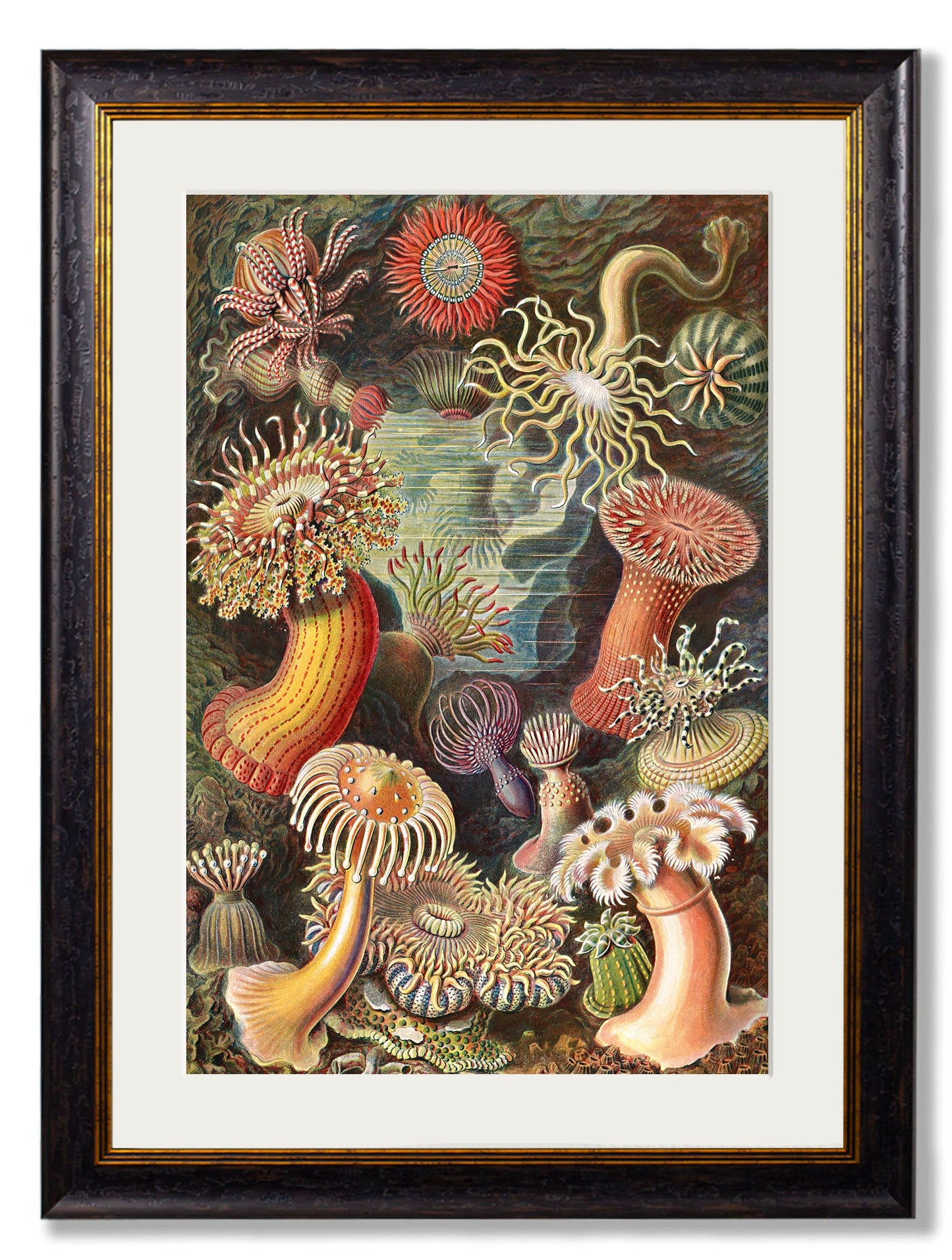 c 1904 haeckel flora in size 50 x 70cm - glass-fronted framed wall art print with solid wood frame, perfect for luxury home decor