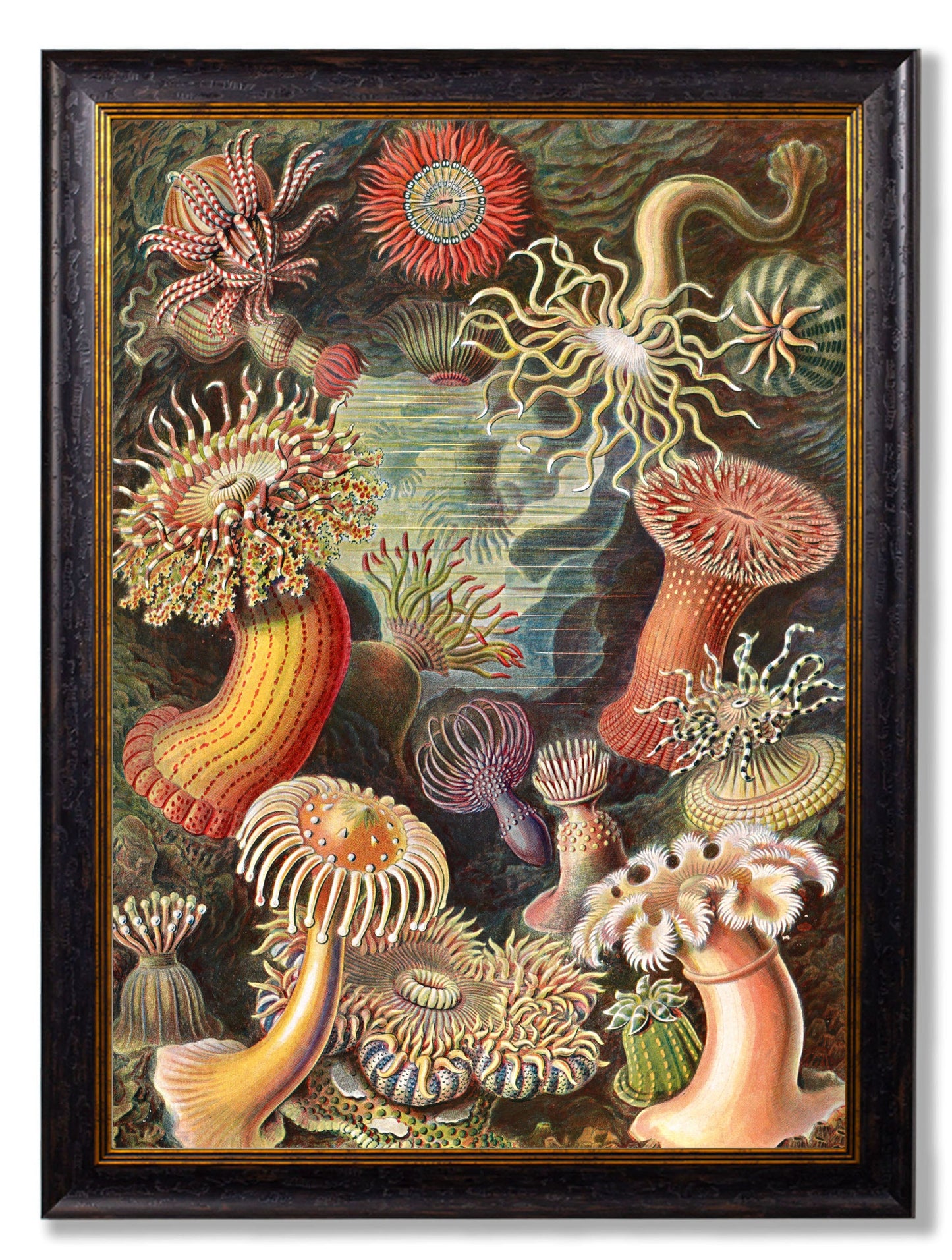 c 1904 haeckel flora in size 38 x 50cm - glass-fronted framed wall art print with solid wood frame, perfect for luxury home decor