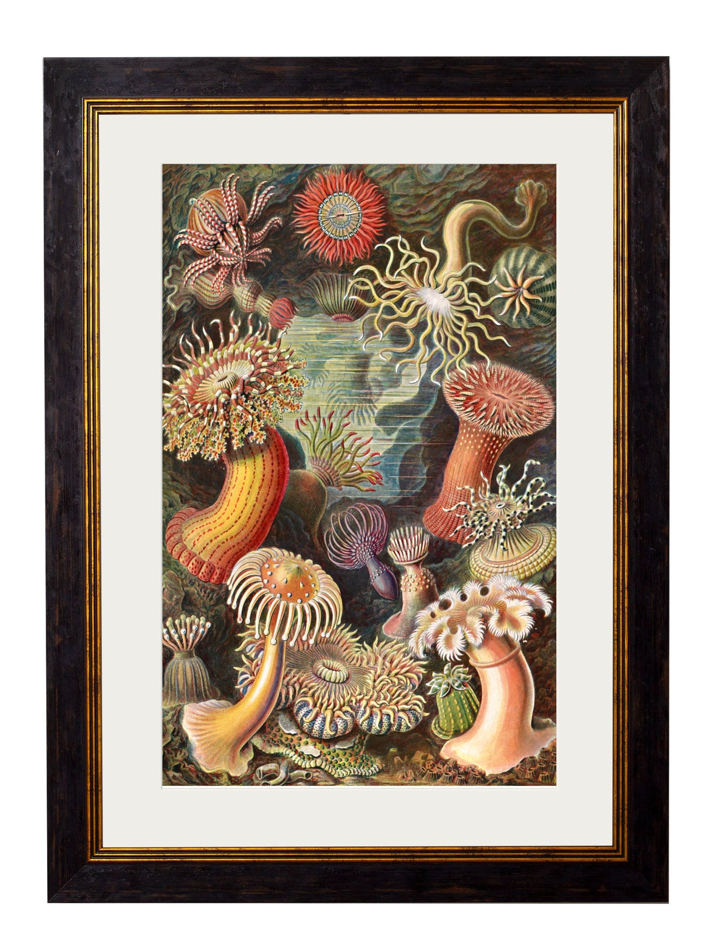 c 1904 haeckel flora in size 38 x 50cm - glass-fronted framed wall art print with solid wood frame, perfect for statement wall decor