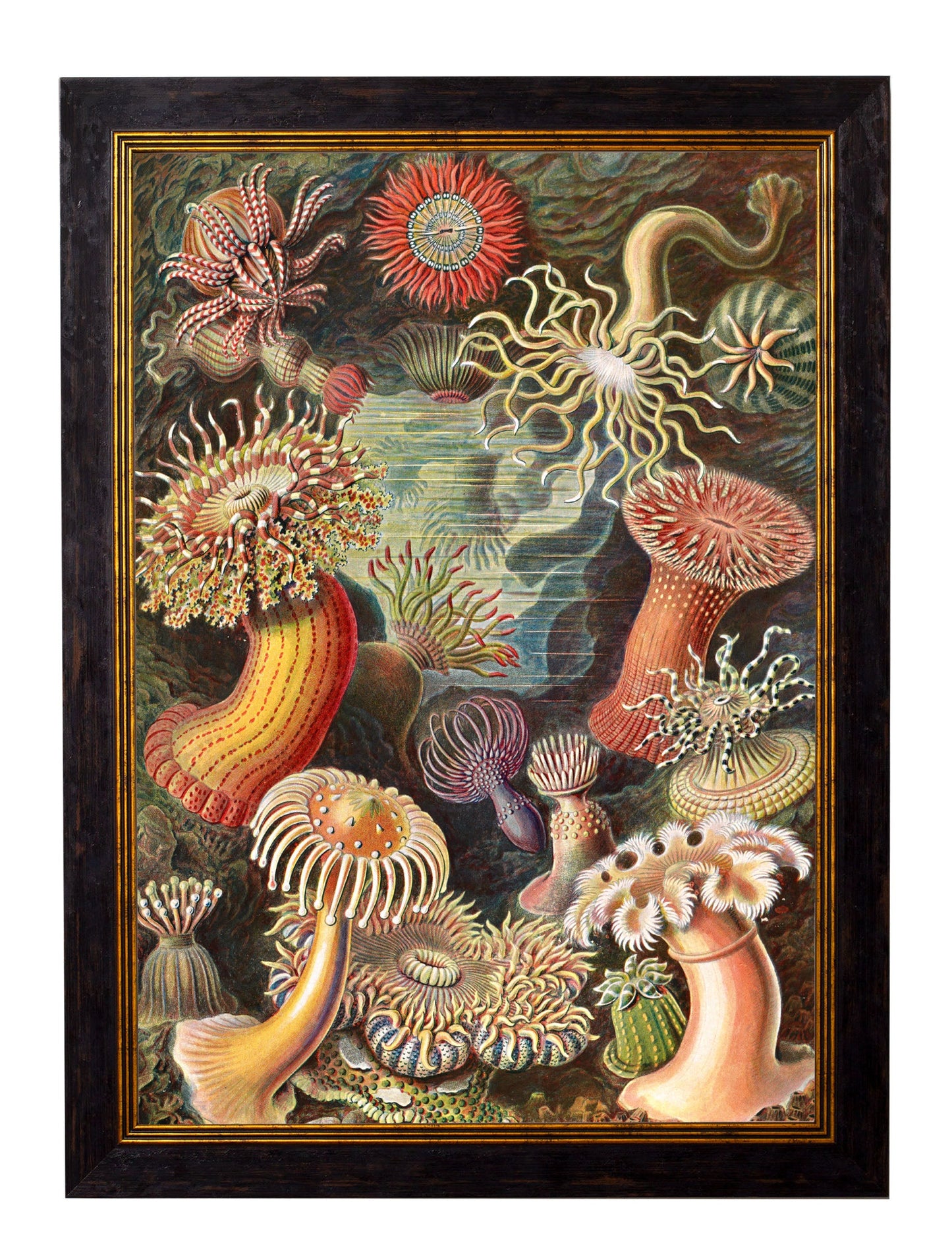 c 1904 haeckel flora in size 50 x 70cm - glass-fronted framed wall art print with solid wood frame, a beautiful addition to stylish homes