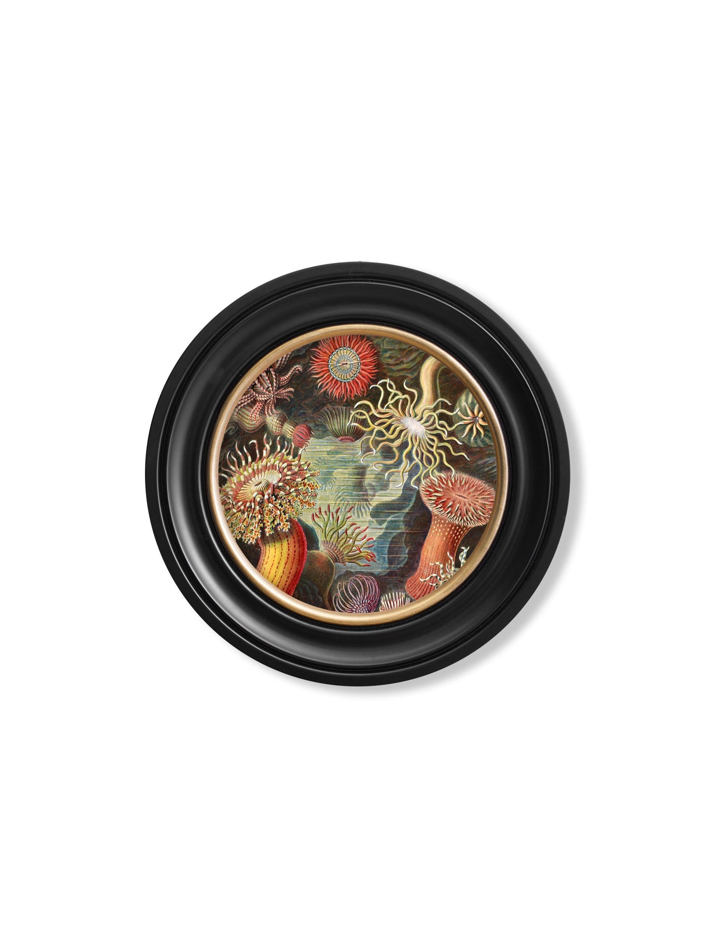 c 1904 haeckel flora and fauna round frames in size 44 x 44 cm - glass-fronted framed wall art print with solid wood frame, ideal for contemporary home styling
