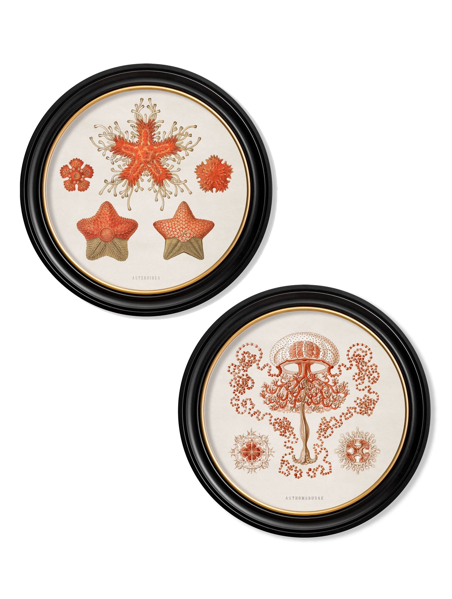 c.1904 Haeckel Sealife - Round Frames in size 44 x 44 cm - glass-fronted framed wall art print with solid wood frame, adds elegance to your decor