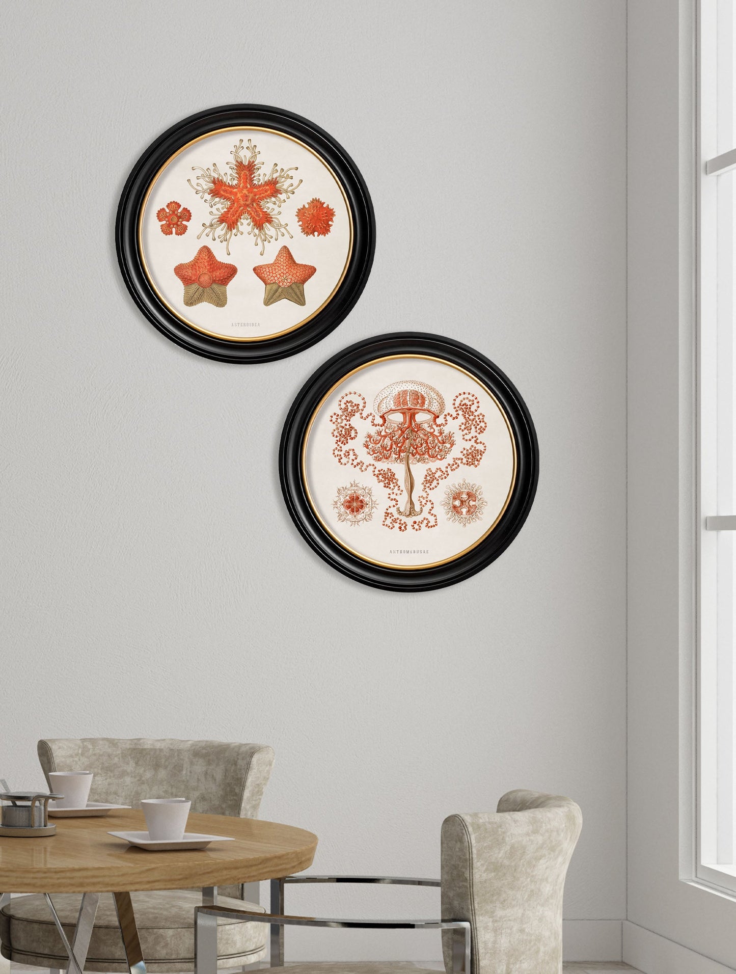 c 1904 haeckel sealife round frames in size 44 x 44 cm - glass-fronted framed wall art print with solid wood frame, designed for high-end interior design