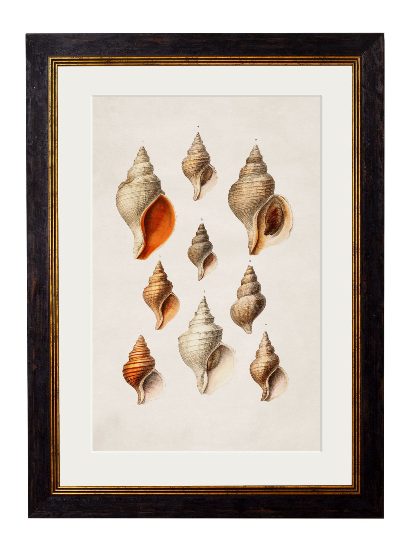 c 1848 conch shells in size 38 x 50cm - glass-fronted framed wall art print with solid wood frame, ideal for modern interiors