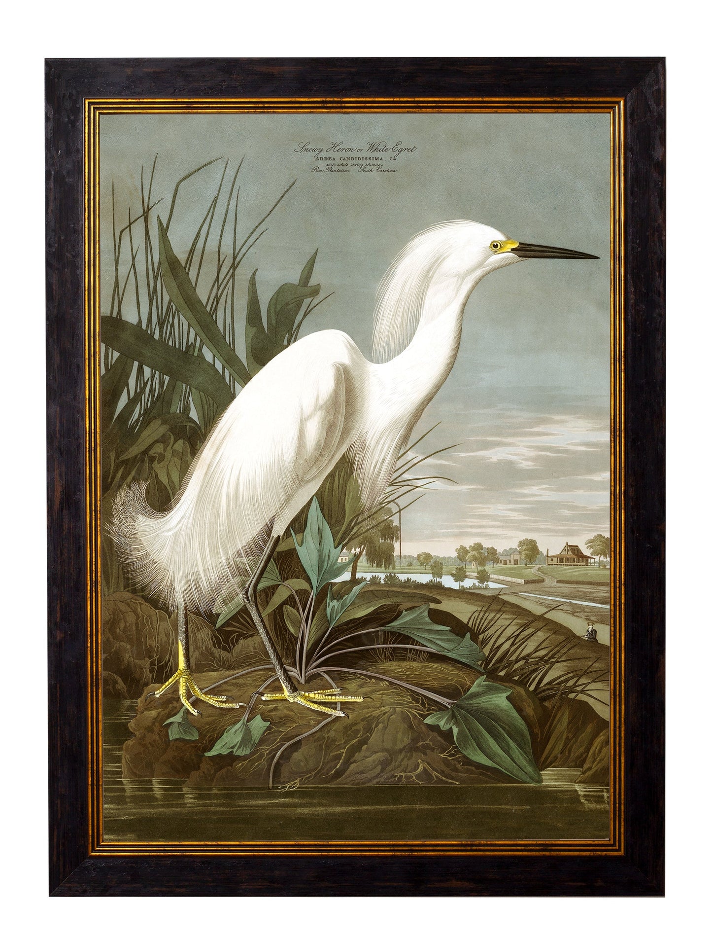 c 1838 audubons herons in size 38 x 50cm - glass-fronted framed wall art print with solid wood frame, ideal for modern interiors