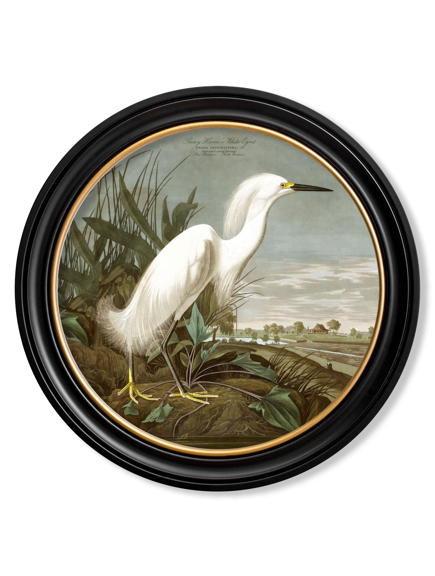 c 1838 audubons herons in round frames in size 44 x 44cm - glass-fronted framed wall art print with solid wood frame, designed for high-end interior design