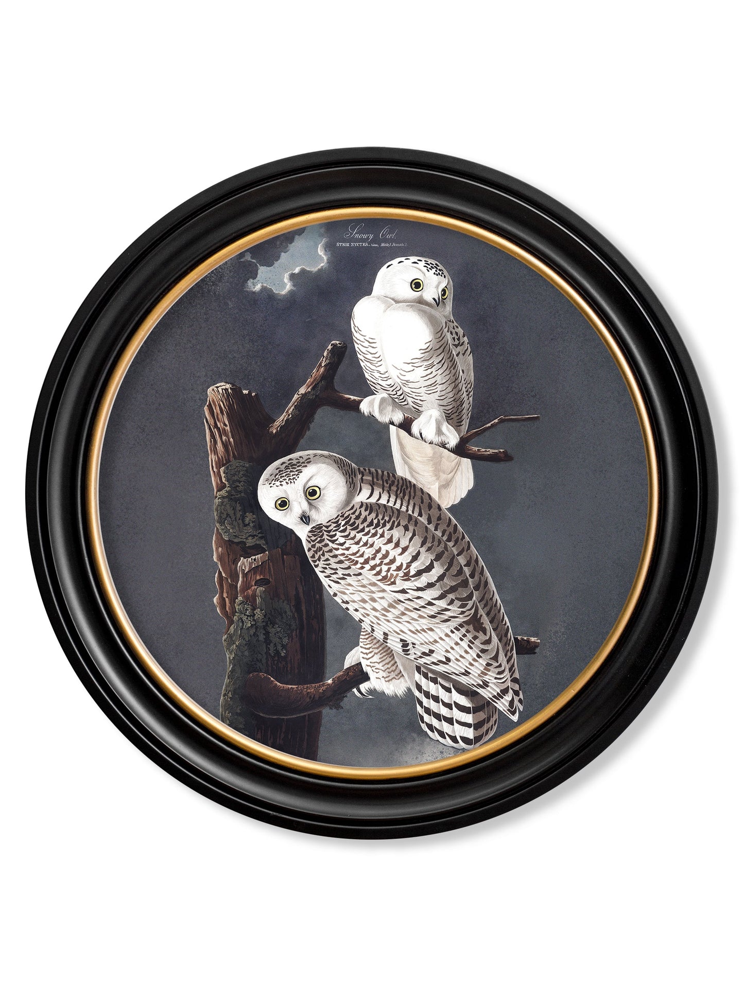 of c 1838 audubons snowy owl round frame in size 44 x 44 cm - glass-fronted framed wall art print with solid wood frame, ideal for contemporary home styling