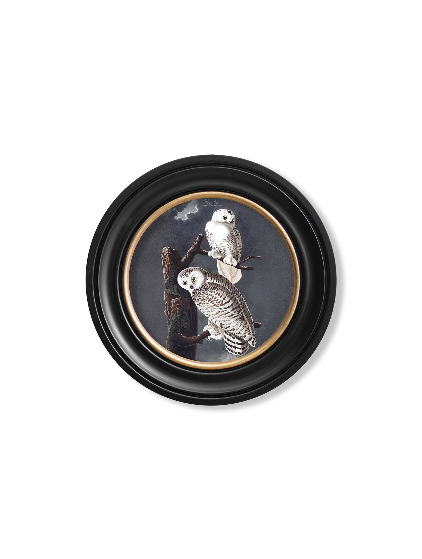 of c 1838 audubons snowy owl round frame in size 70 x 70cm - glass-fronted framed wall art print with solid wood frame, perfect for statement wall decor