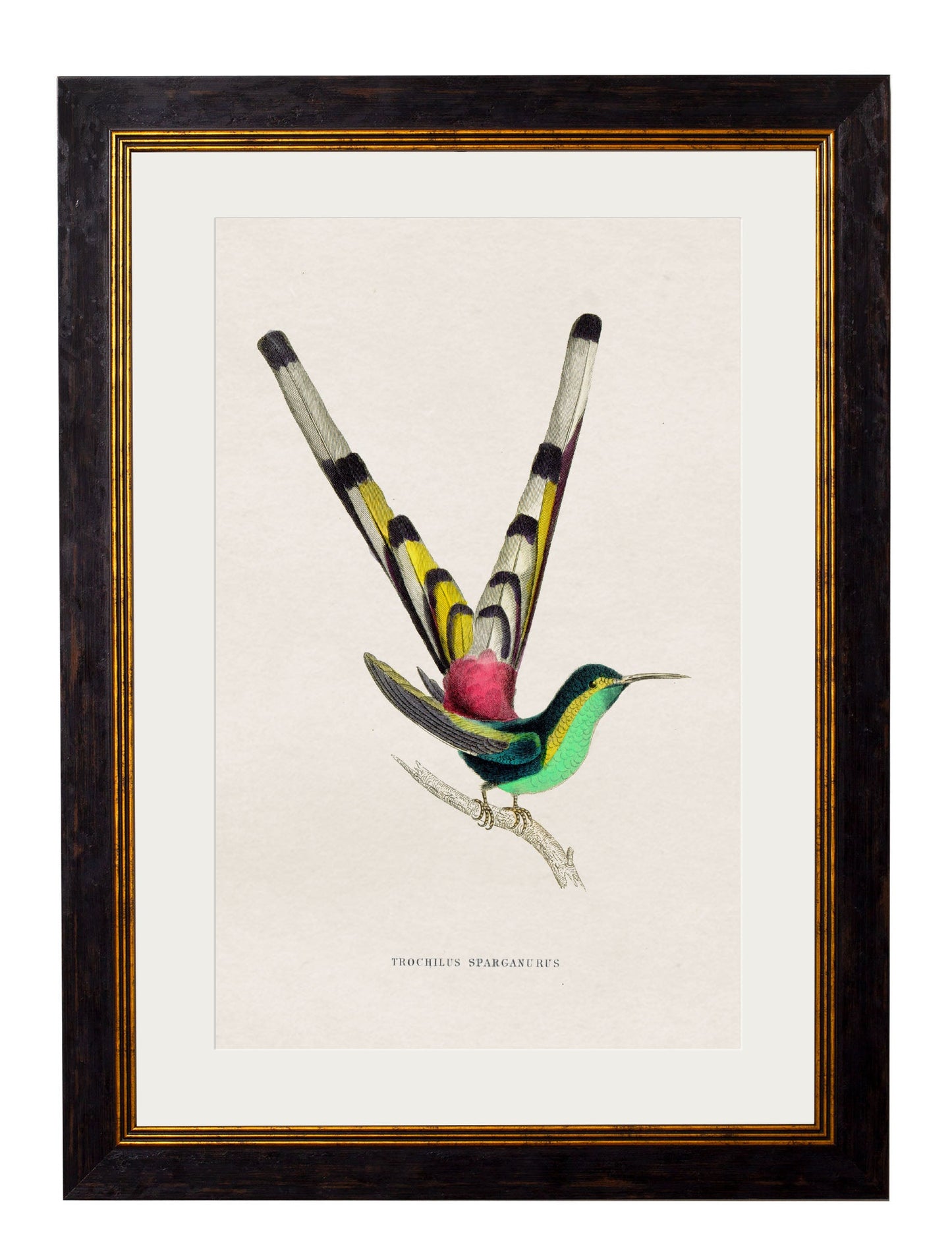 c 1833 hummingbirds 1 in size 38 x 50cm - glass-fronted framed wall art print with solid wood frame, perfect for statement wall decor