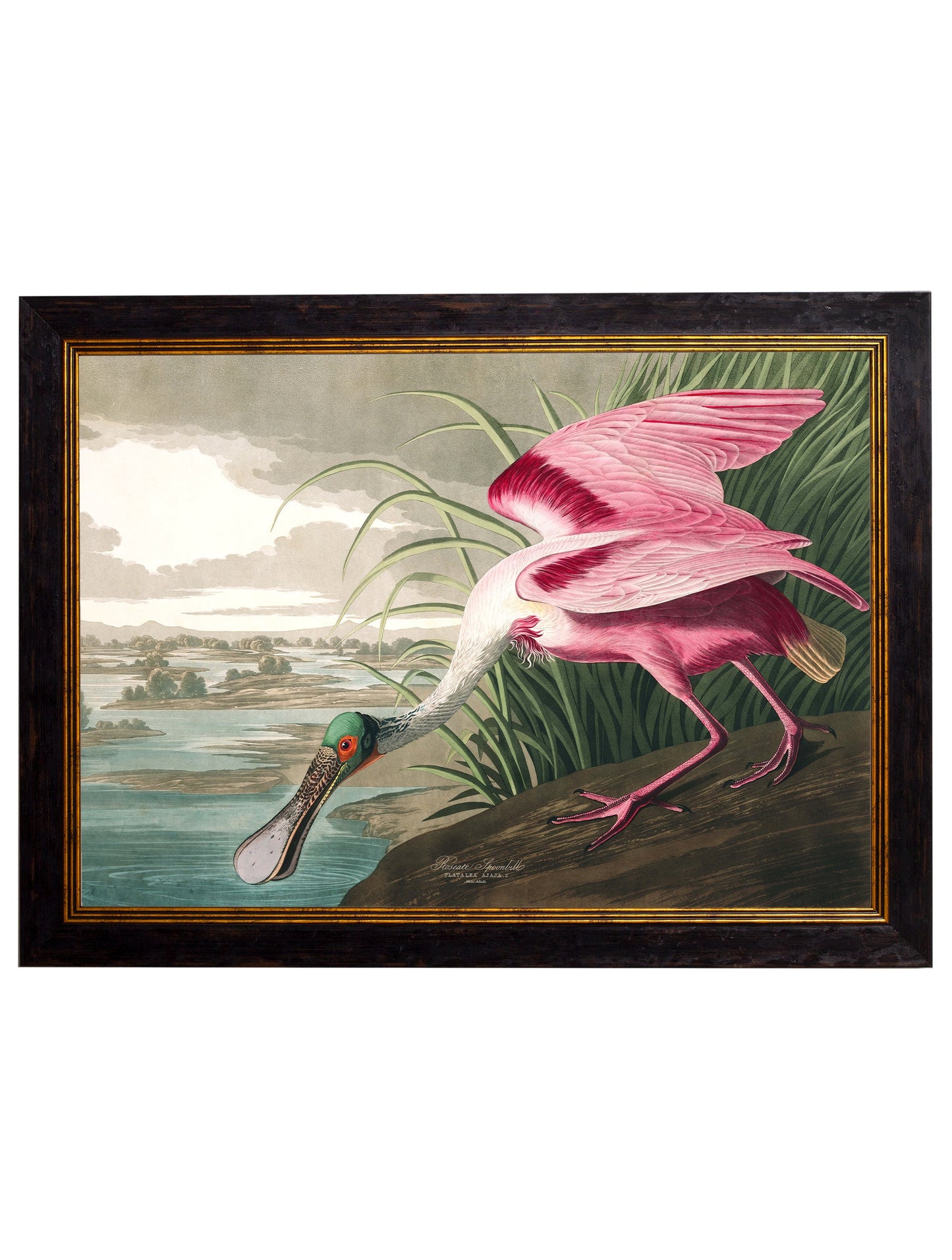 c 1838 audubons birds of america in size 38 x 50cm - glass-fronted framed wall art print with solid wood frame, ideal for contemporary home styling