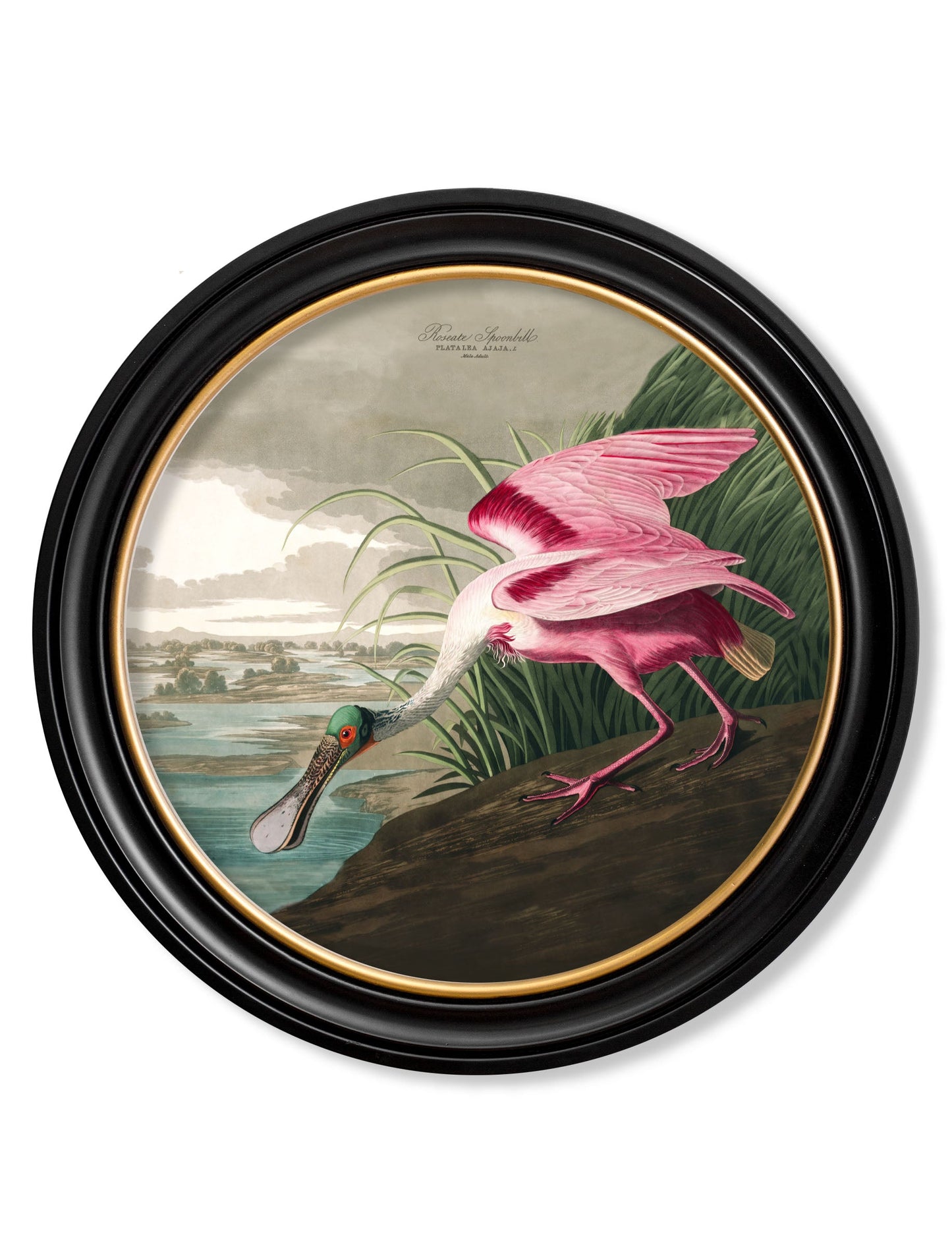 c 1838 audubons birds of america in round frames in size 44 x 44cm - glass-fronted framed wall art print with solid wood frame, luxury wall art for sophisticated spaces