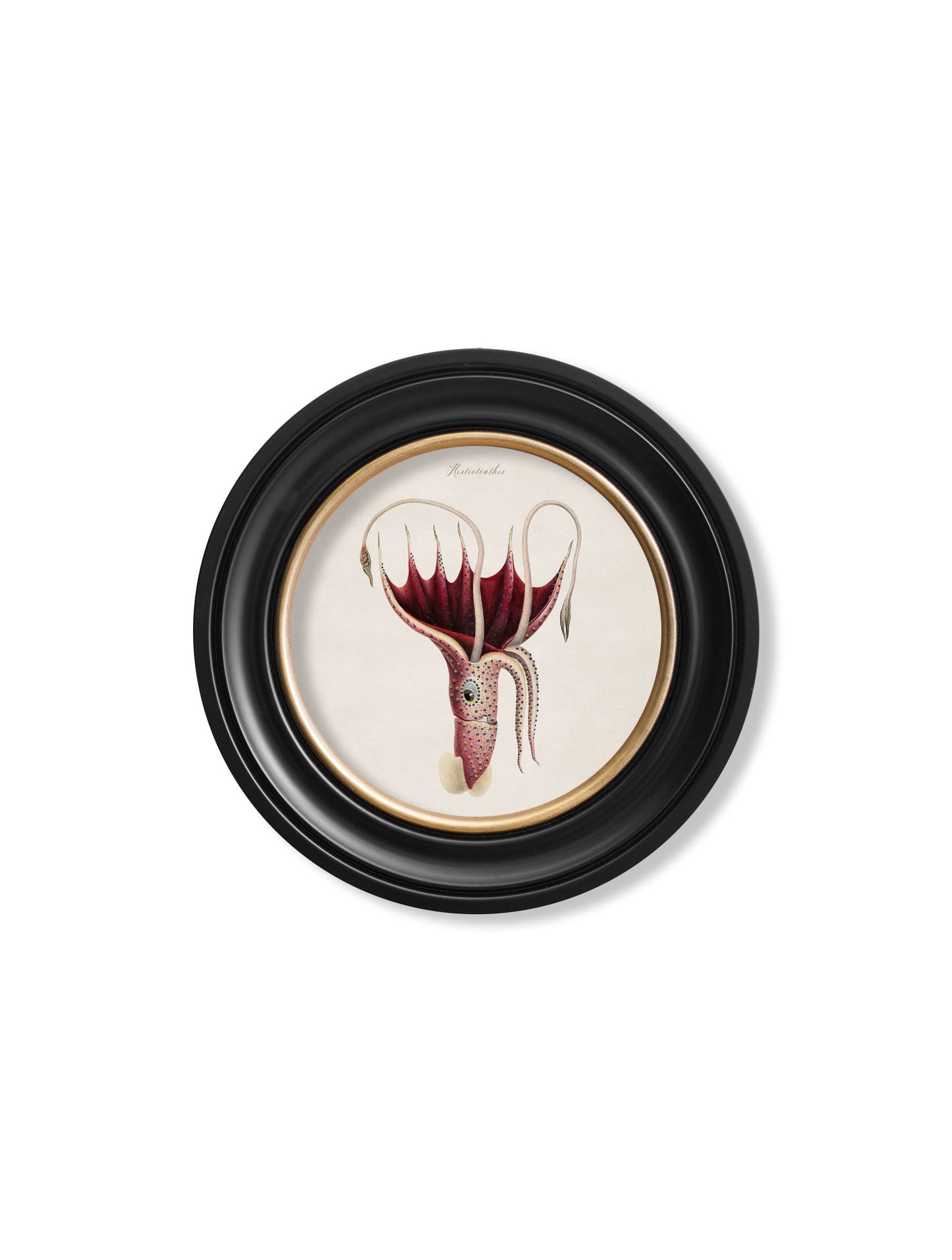 c 1876 marine animals in round frames in size 70 x 70cm - glass-fronted framed wall art print with solid wood frame, perfect for luxury home decor