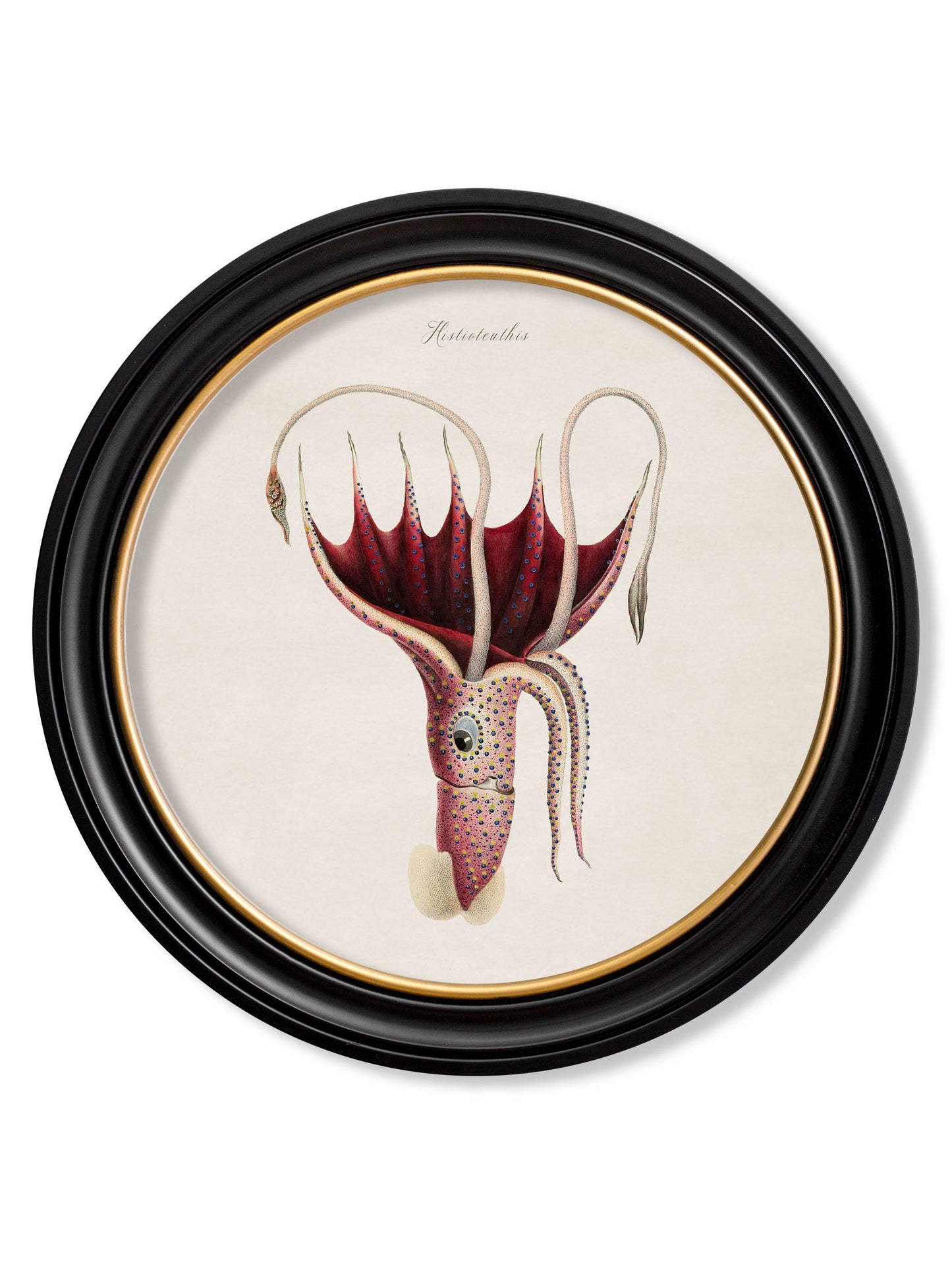 c 1876 marine animals in round frames in size 70 x 70cm - glass-fronted framed wall art print with solid wood frame, designed for high-end interior design