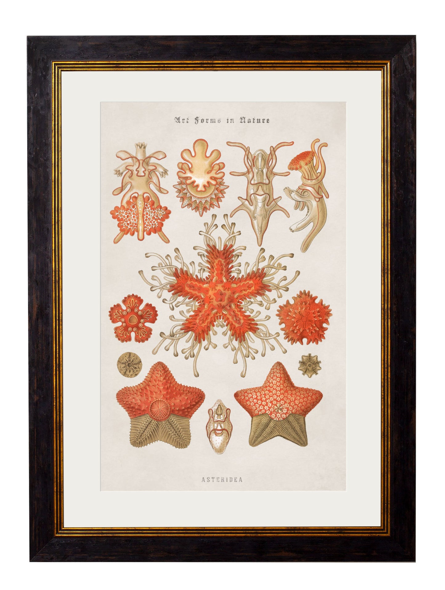 c 1904 haeckel art forms in size 50 x 70cm - glass-fronted framed wall art print with solid wood frame, perfect for luxury home decor