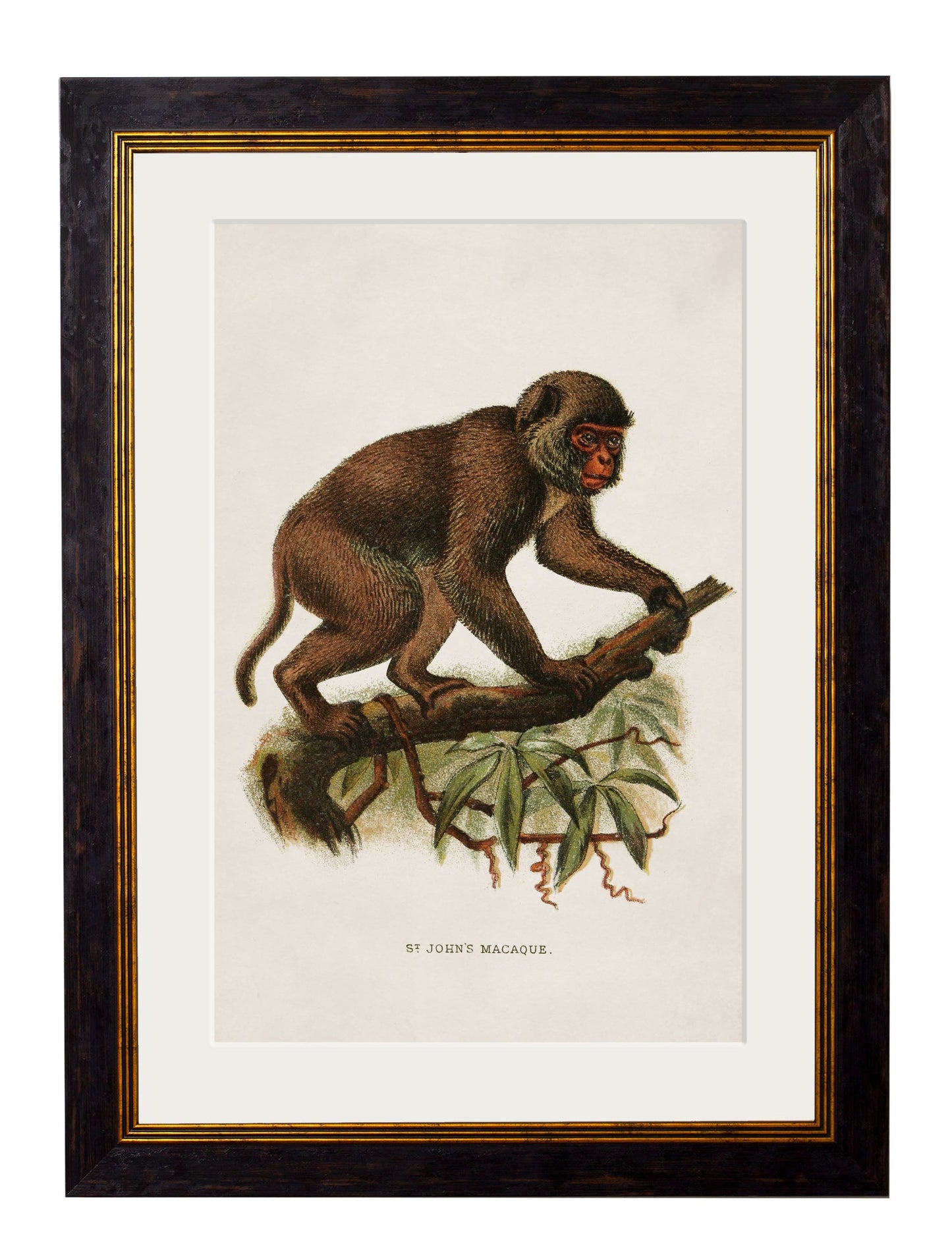 c 1910 collection of primates in size 38 x 50cm - glass-fronted framed wall art print with solid wood frame, perfect for luxury home decor