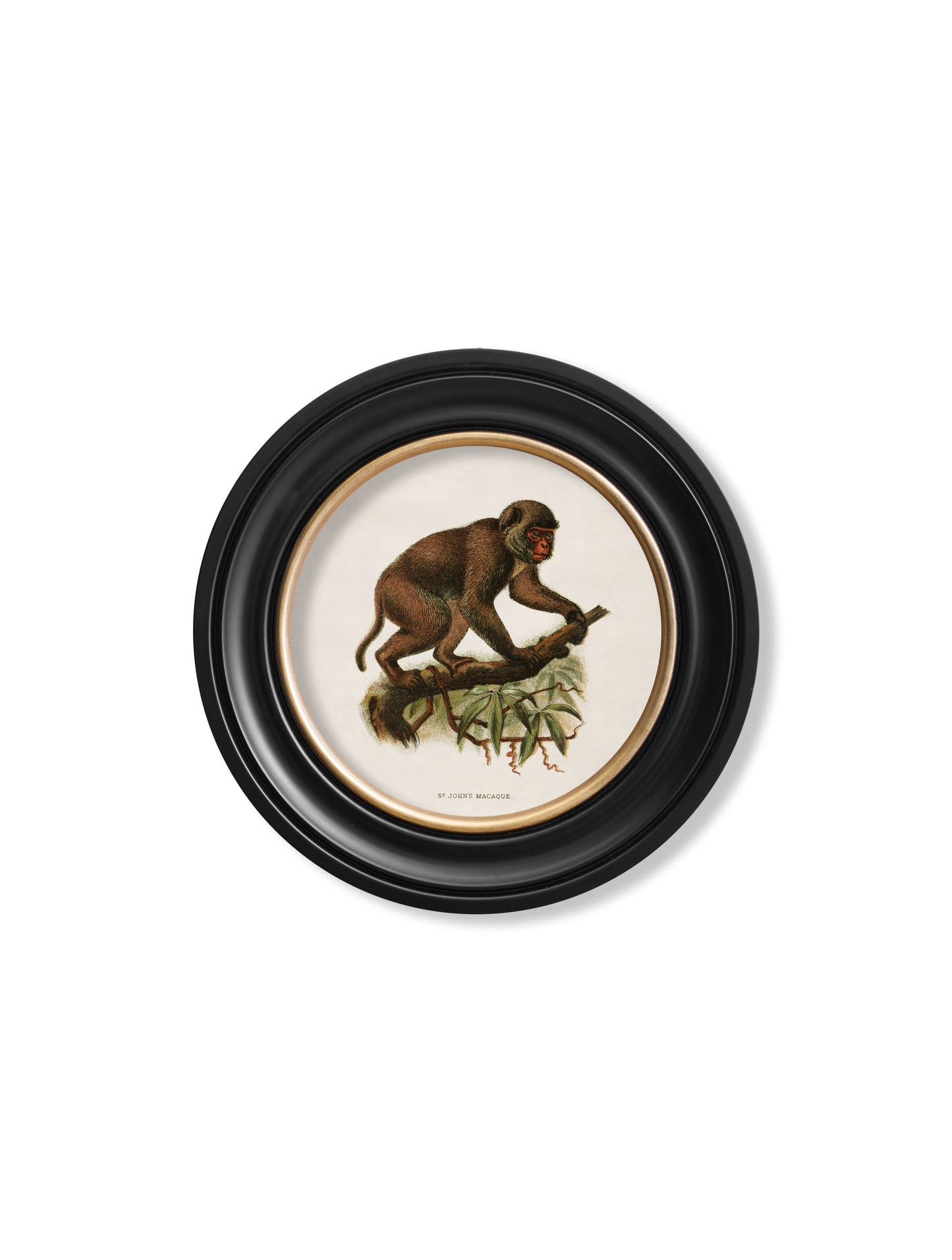 c 1910 collection of primates in round frames - premium glass-fronted framed art print with solid wood frame, designed for high-end interior design