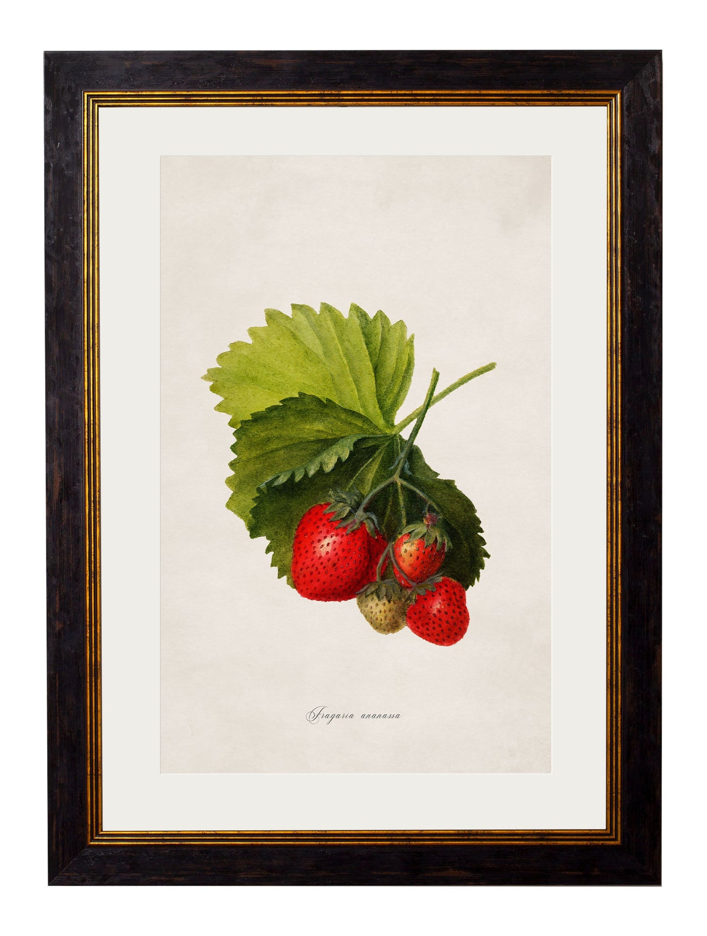 c 1886 study of blackberries in size 38 x 50cm - glass-fronted framed wall art print with solid wood frame, ideal for contemporary home styling