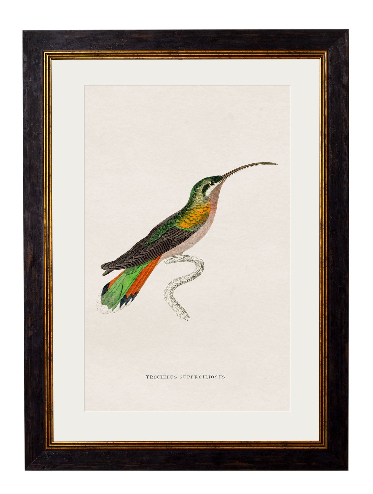c 1833 hummingbirds 1 in size 38 x 50cm - glass-fronted framed wall art print with solid wood frame, designed for high-end interior design